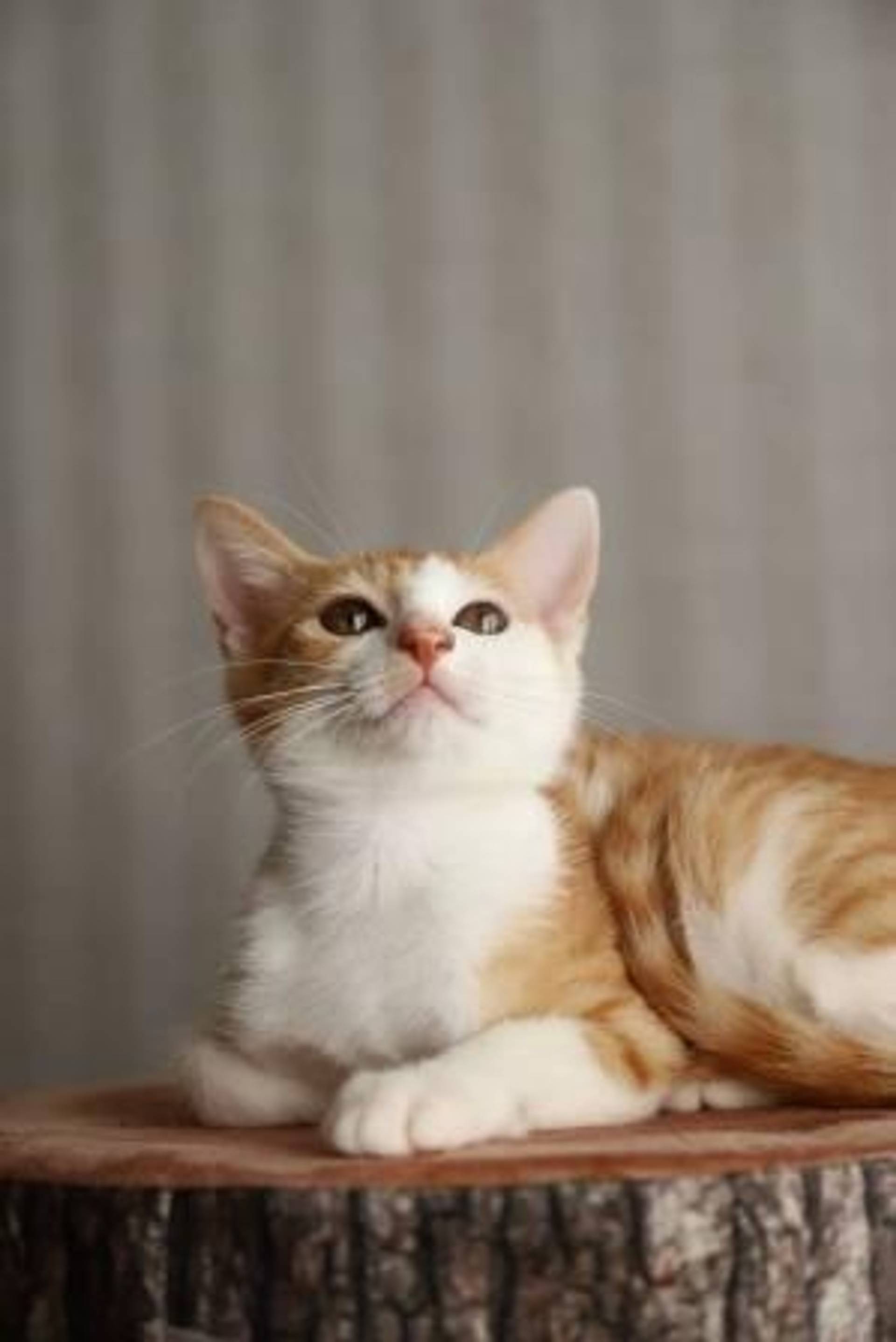 雑種（ミックス猫）・メスの里親募集の写真