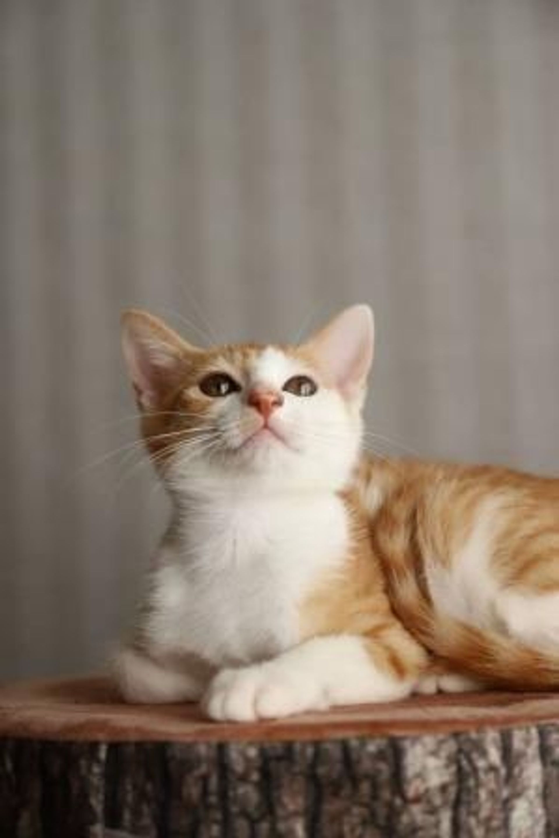 雑種（ミックス猫）・メスの里親募集の写真