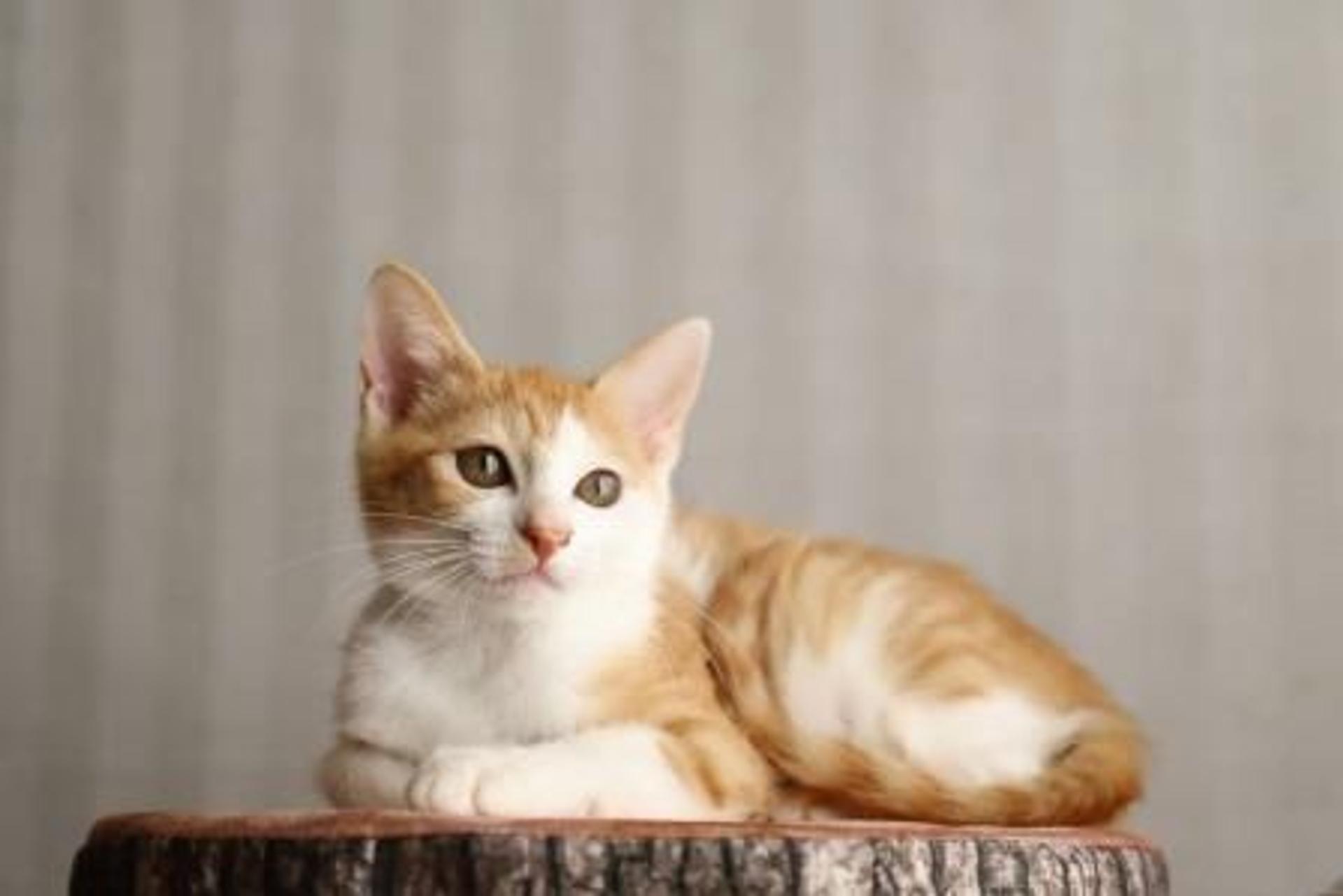 pet-image-4
