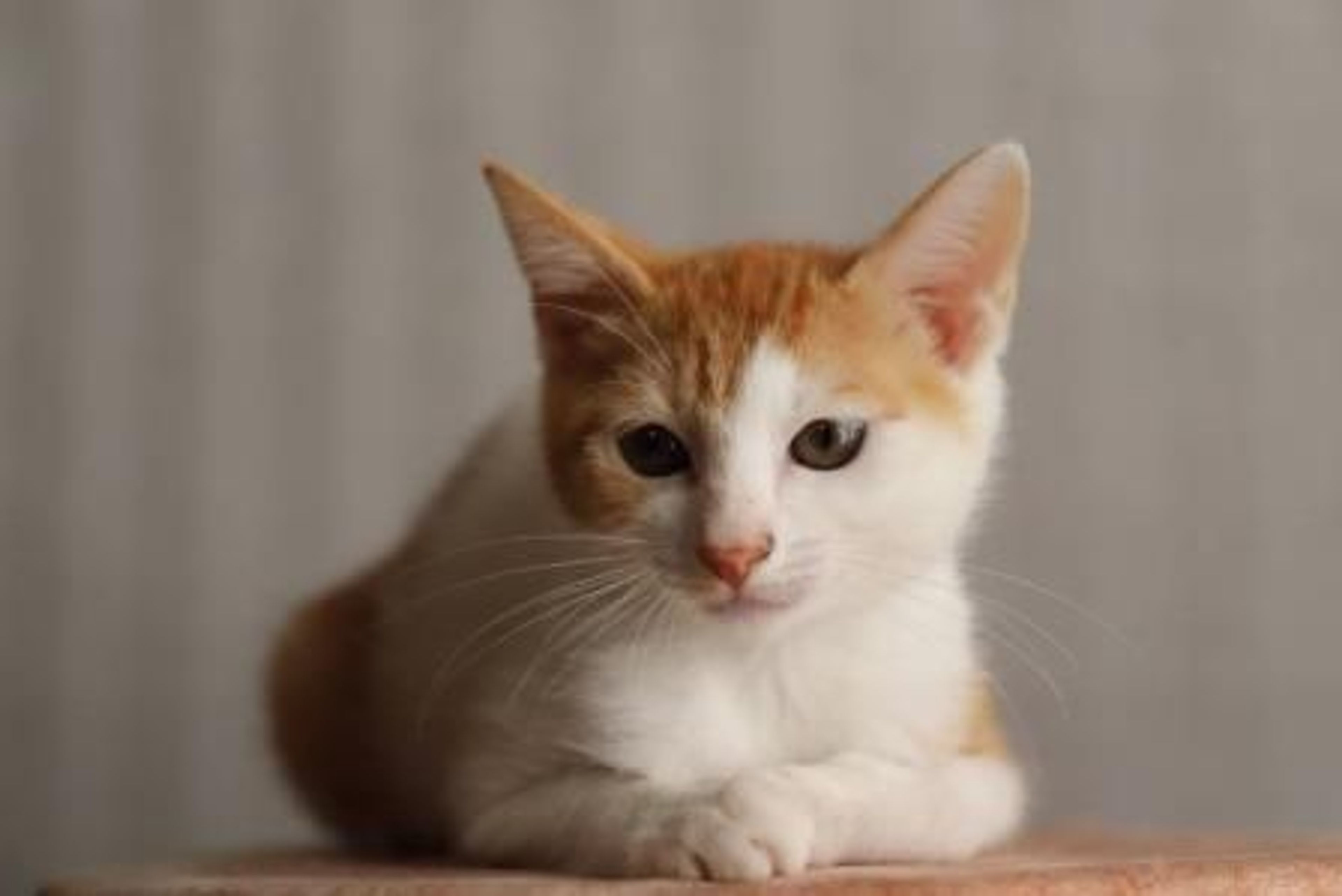 pet-image-5