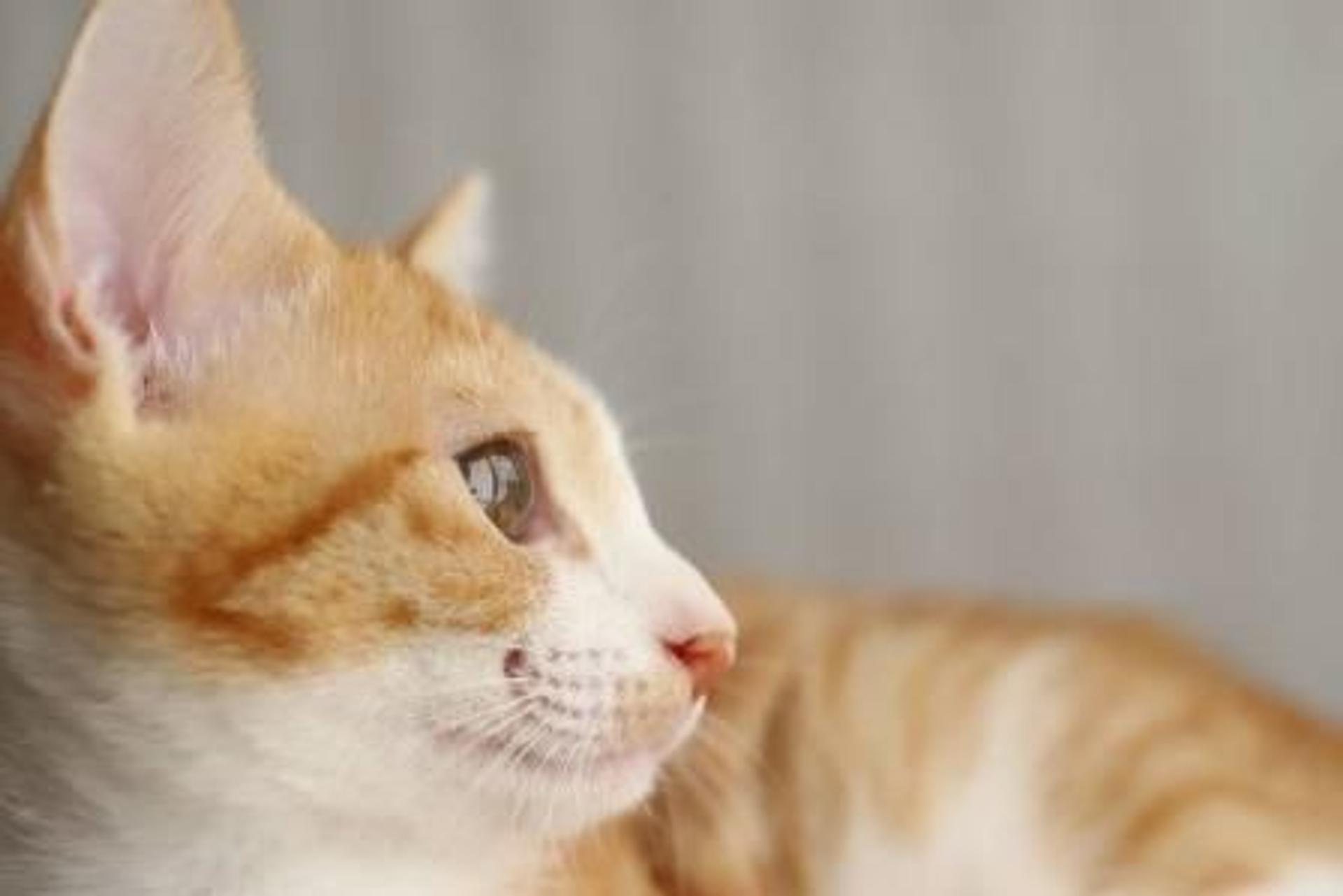 pet-image-6