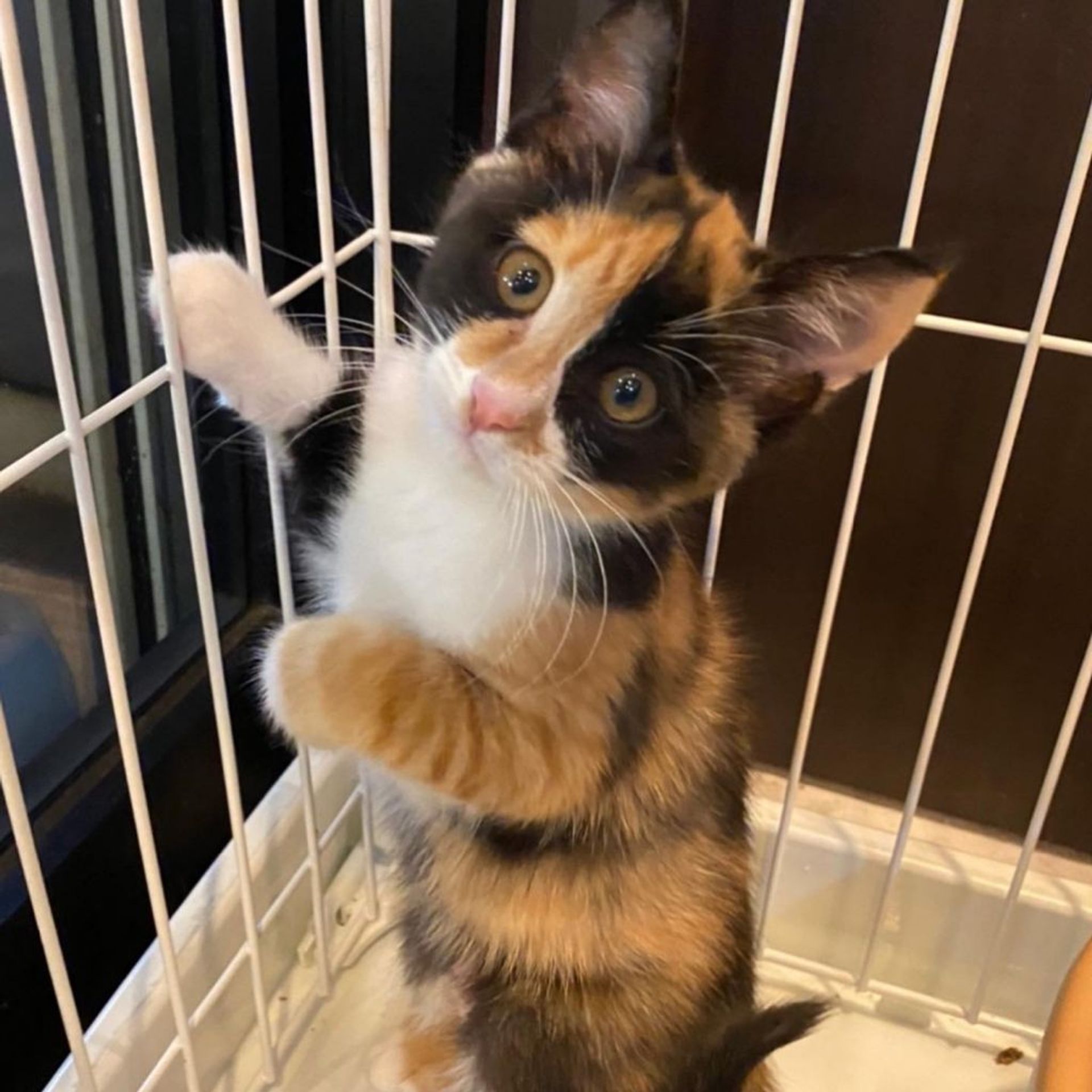 雑種（ミックス猫）・メスの里親募集の写真