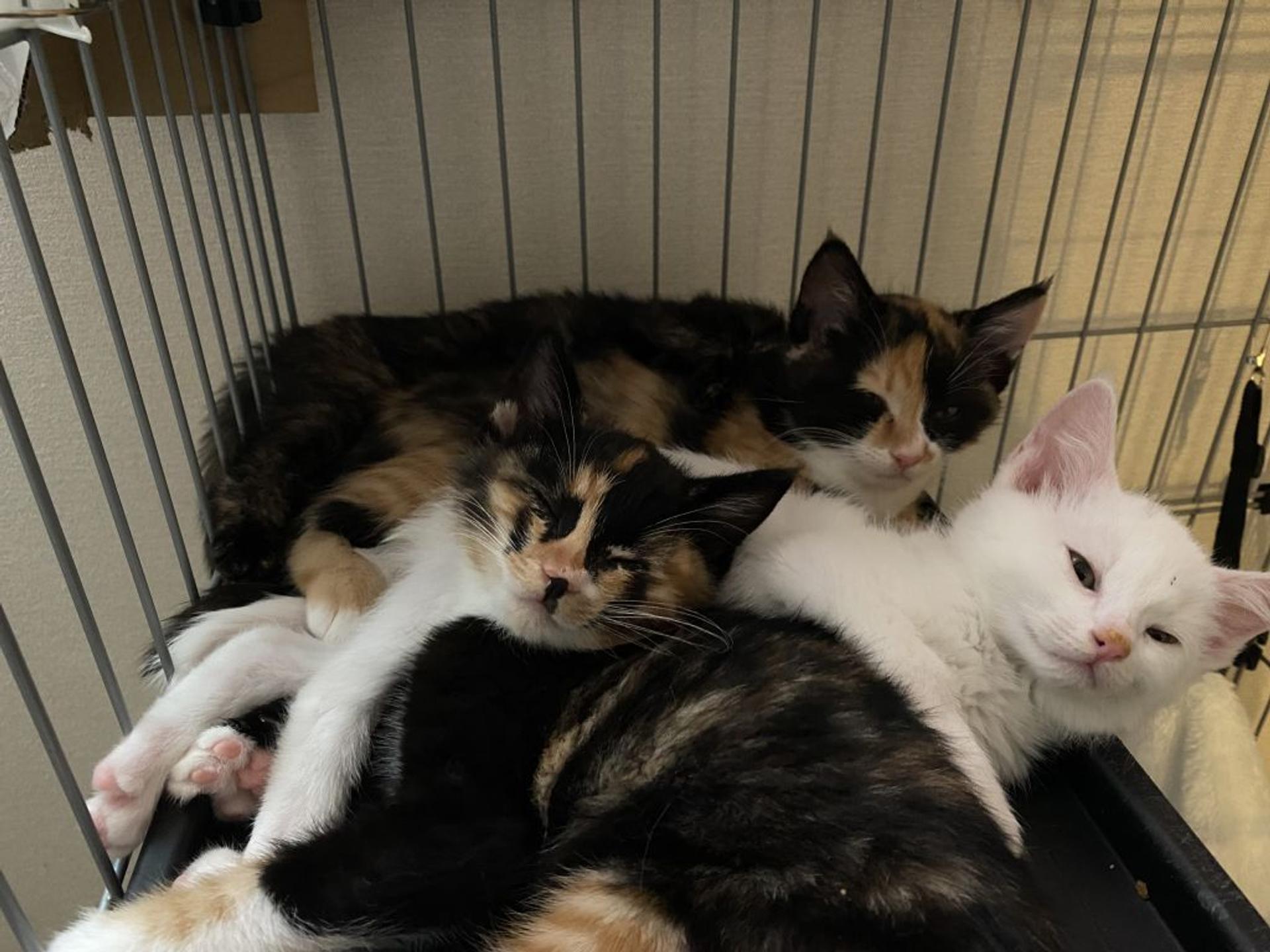 pet-image-4