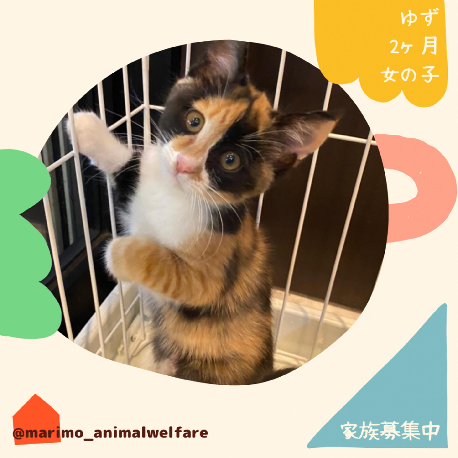 pet-image-5
