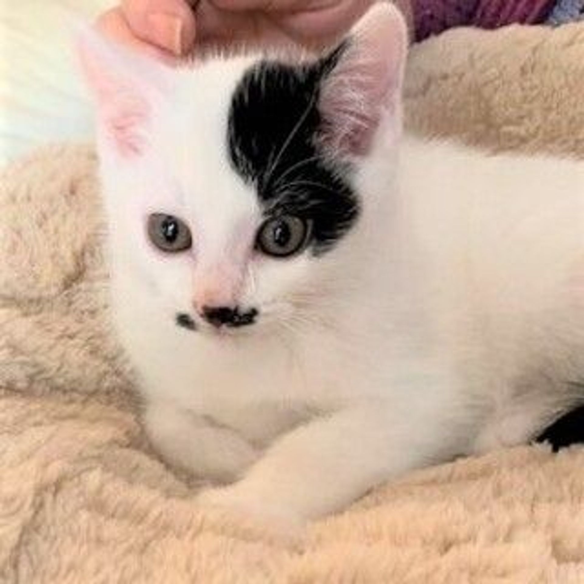雑種（ミックス猫）・オスの里親募集の写真