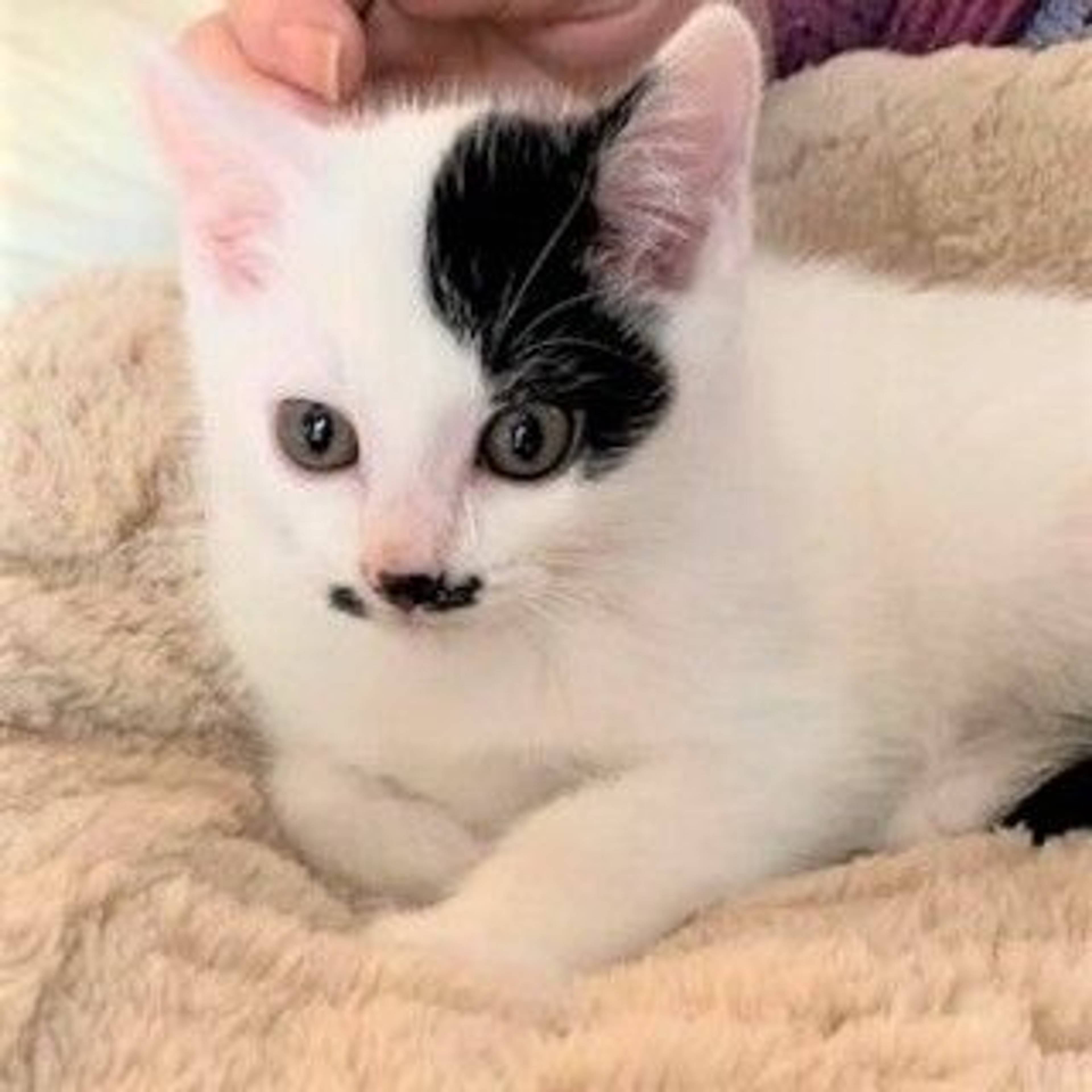 雑種（ミックス猫）・オスの里親募集の写真