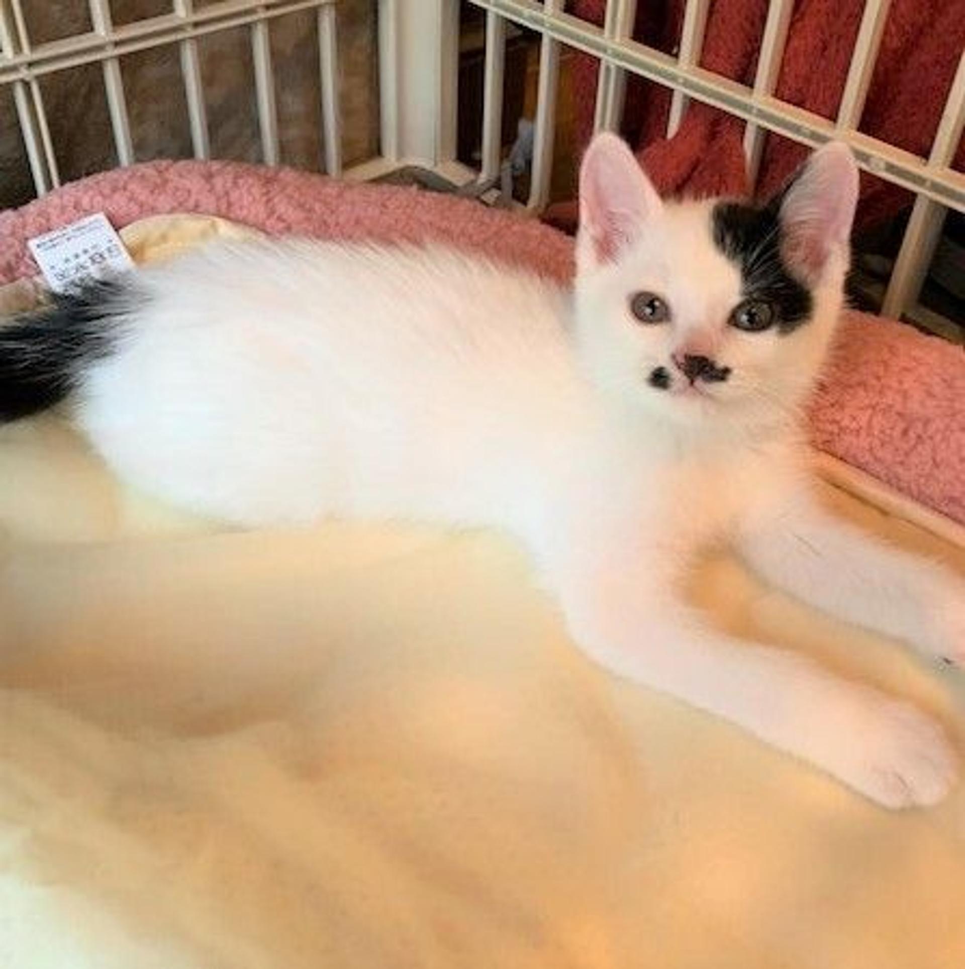 pet-image-2