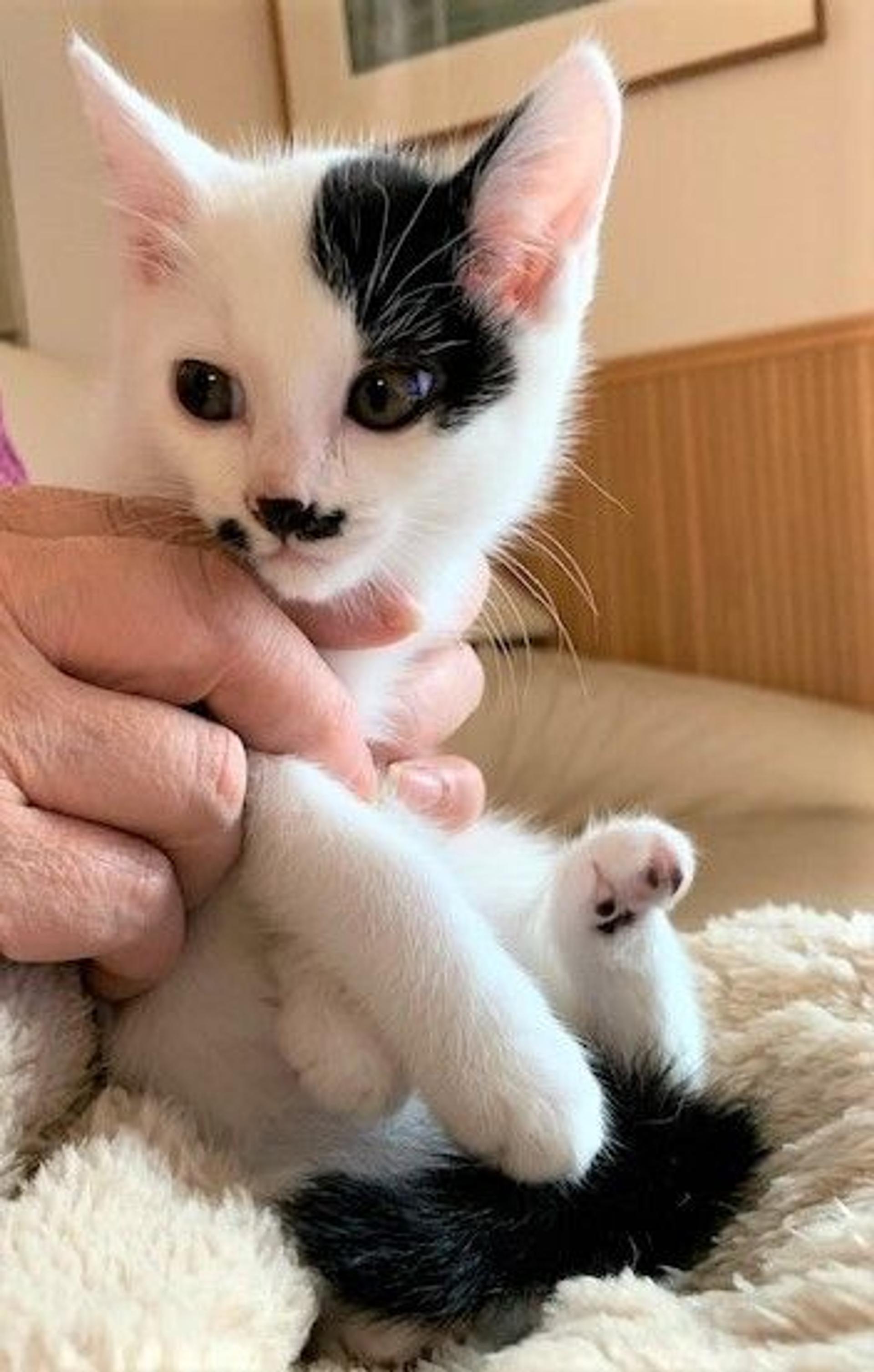 pet-image-4