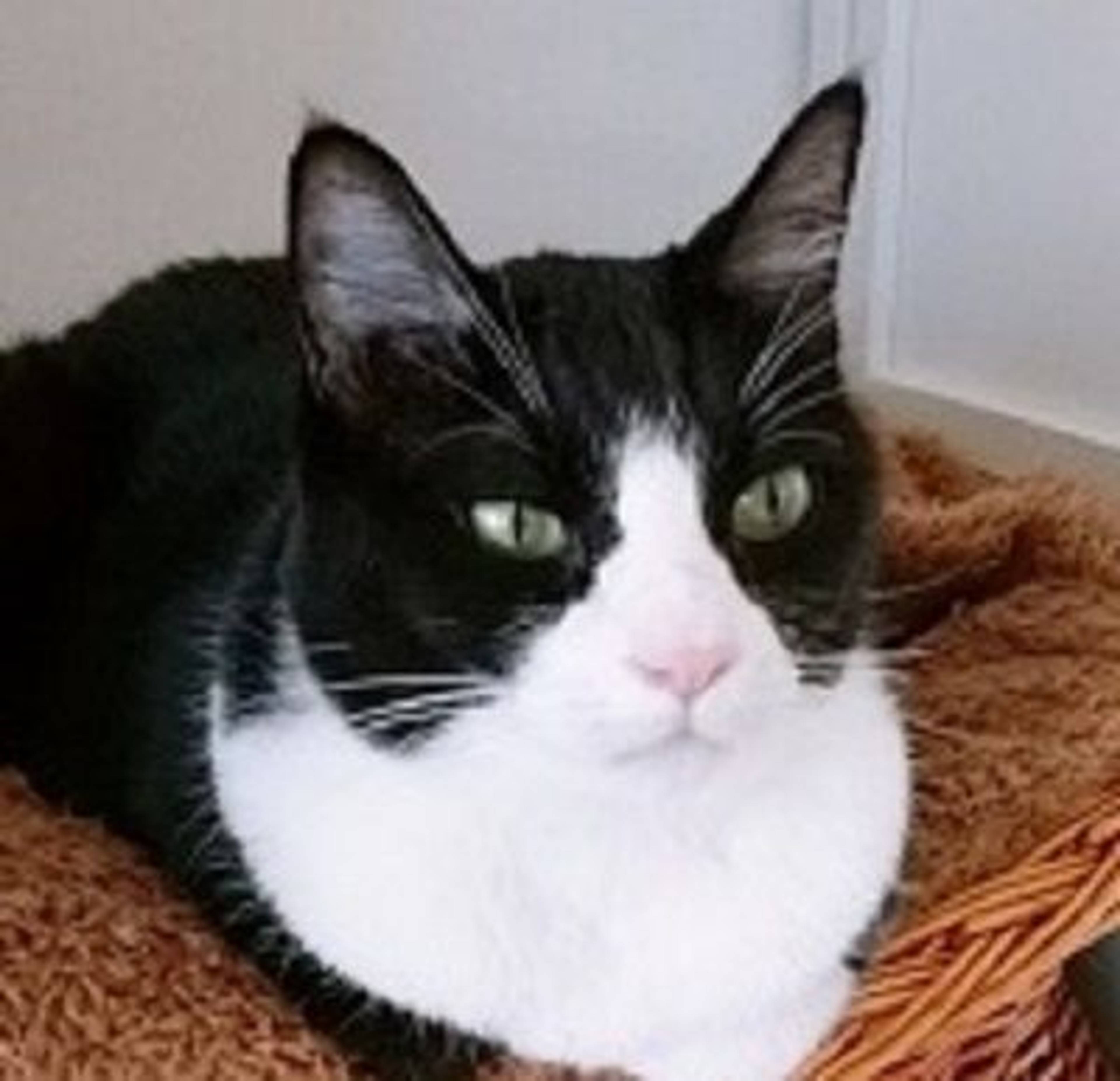 雑種（ミックス猫）・メスの里親募集の写真