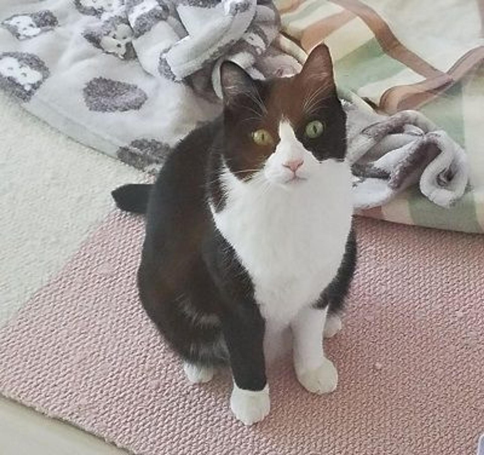 pet-image-2