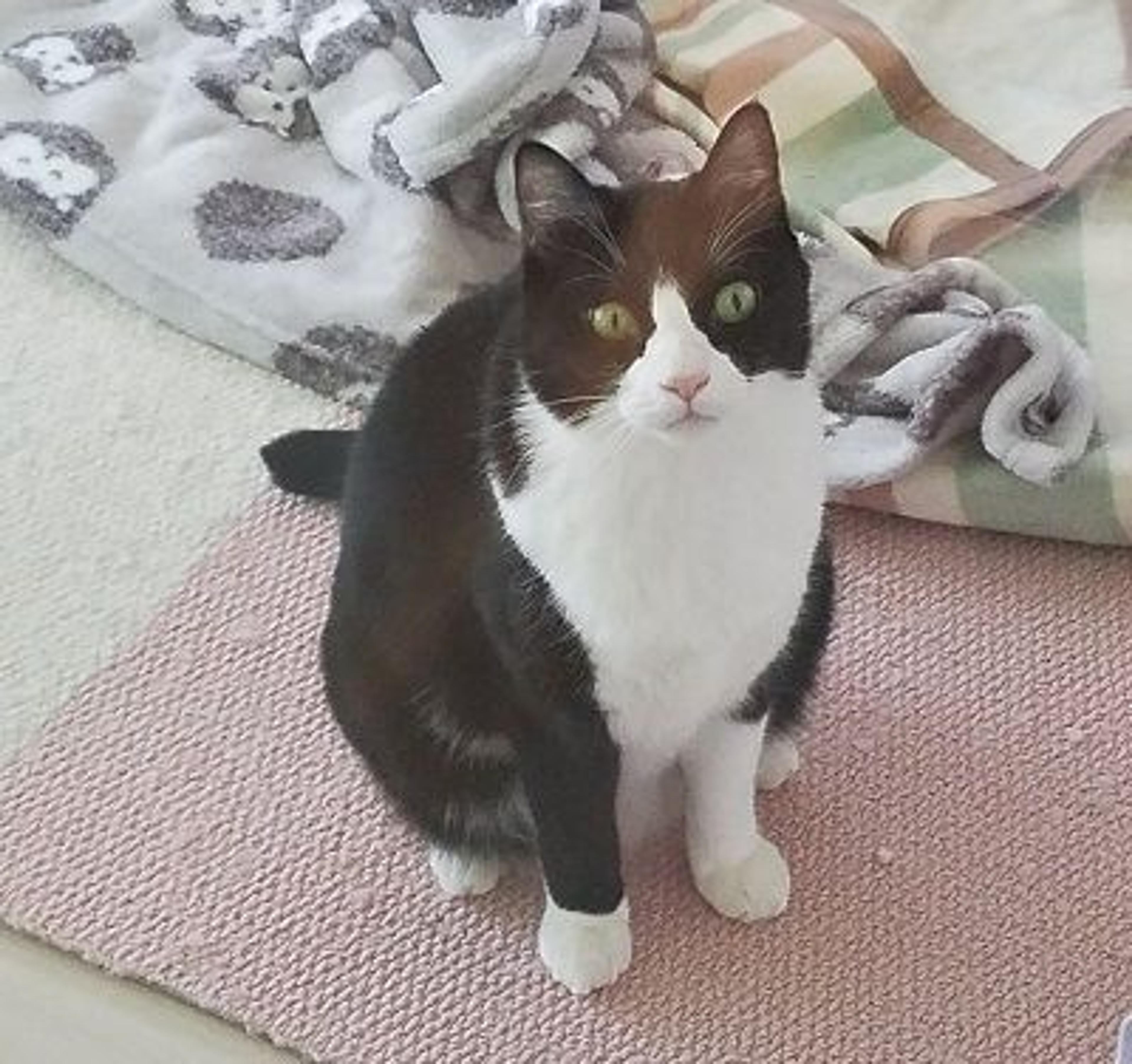 pet-image-2