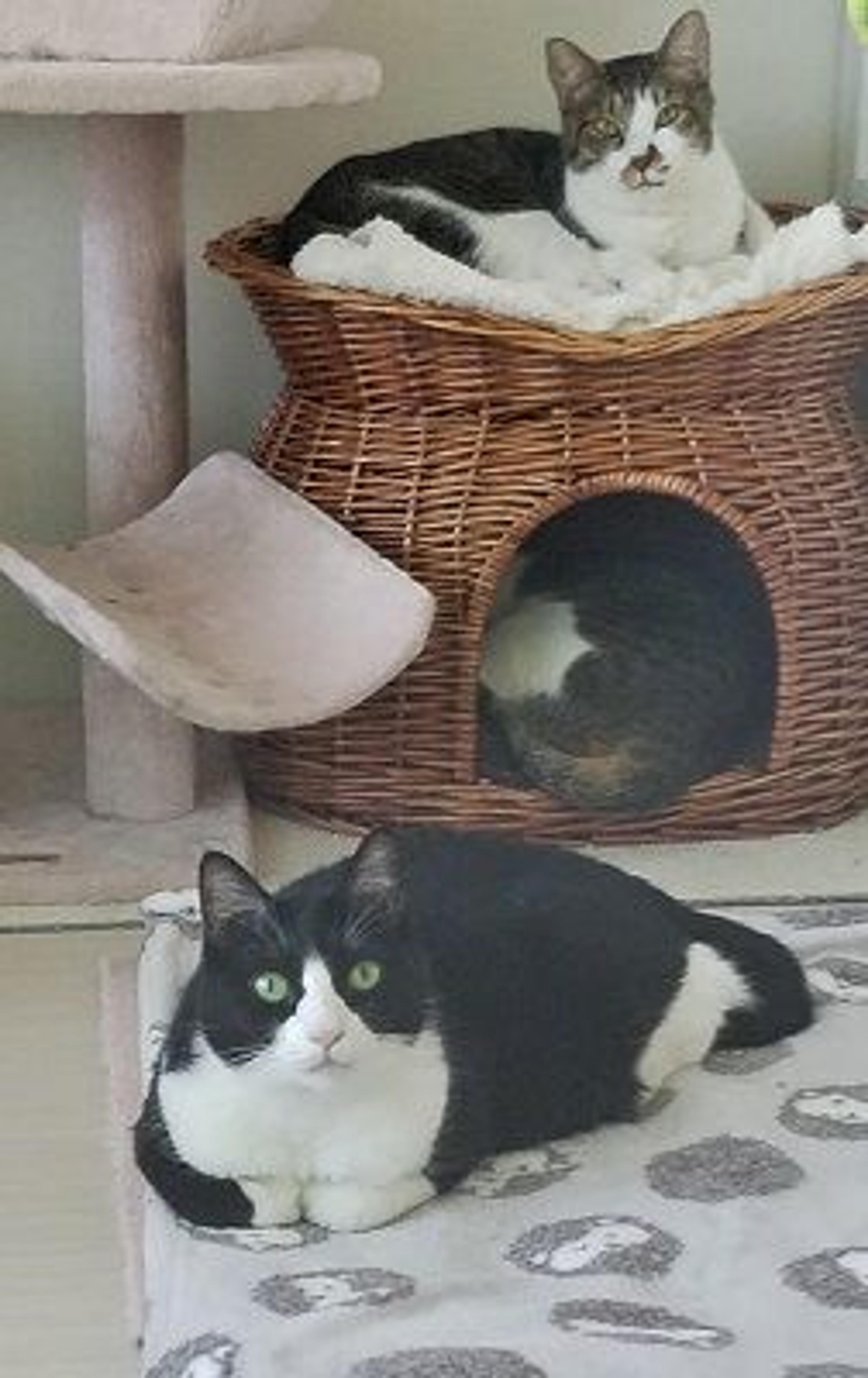 pet-image-3