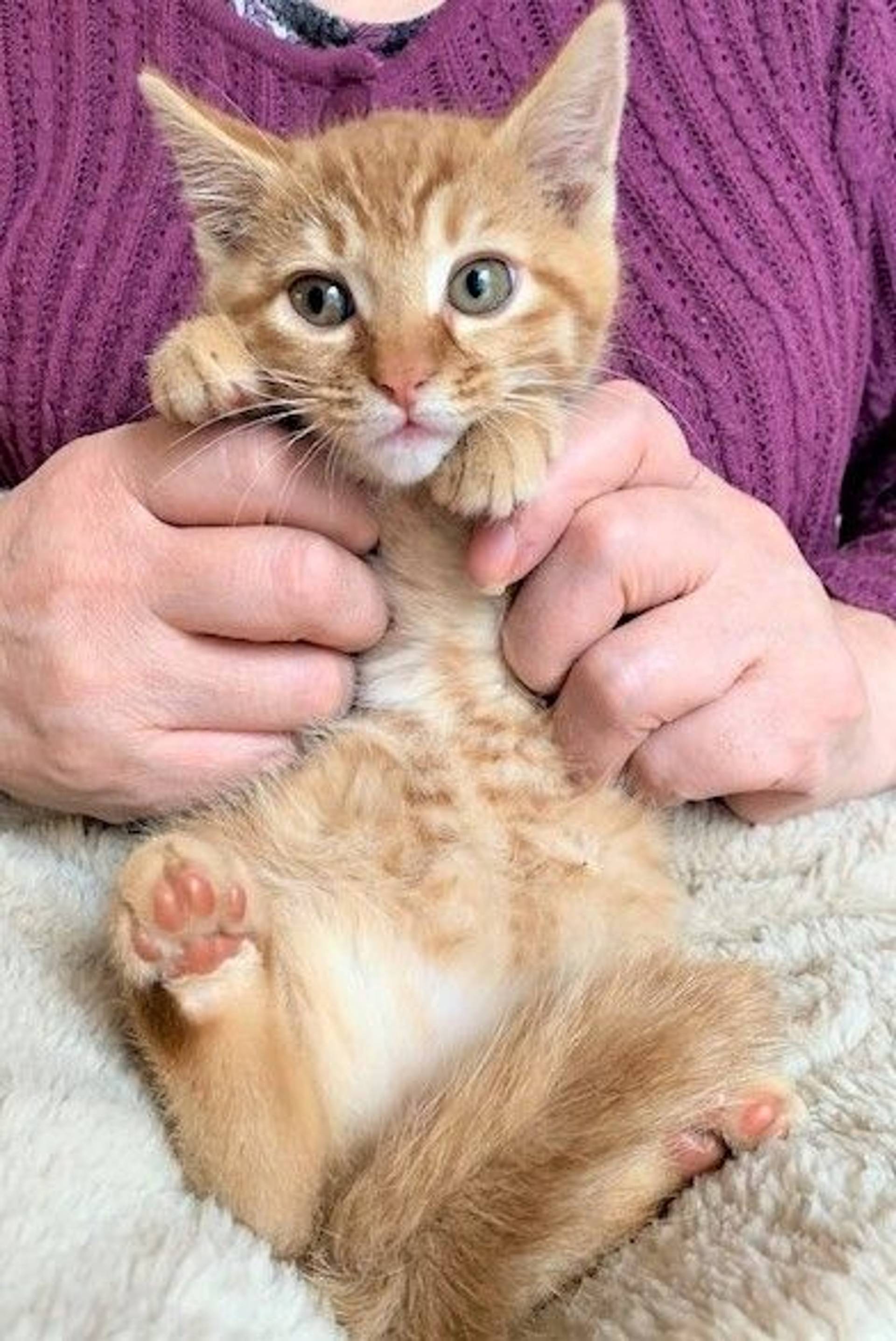 雑種（ミックス猫）・オスの里親募集の写真
