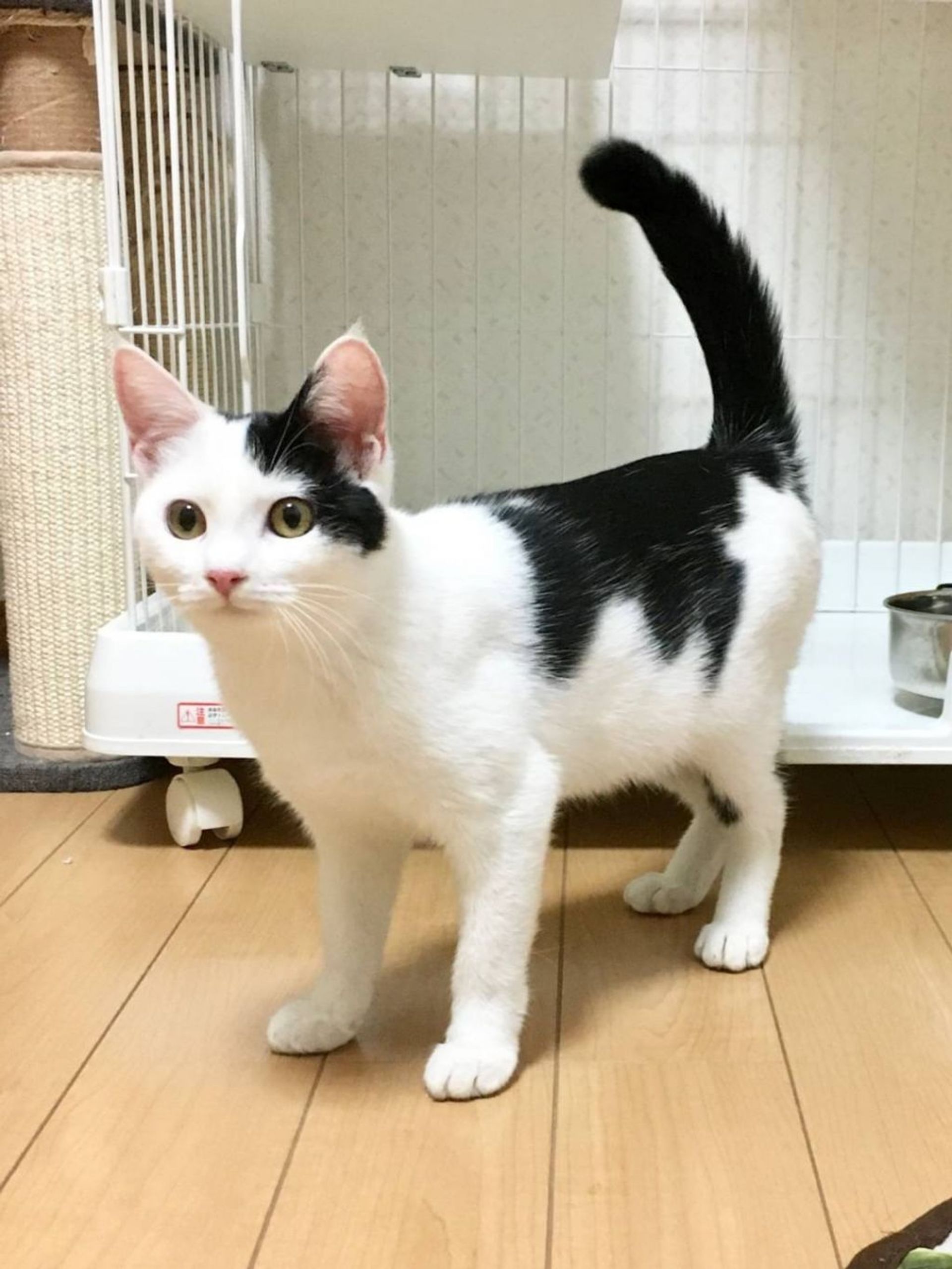 雑種（ミックス猫）・メスの里親募集の写真