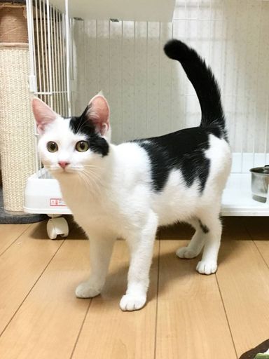 チャービルの写真