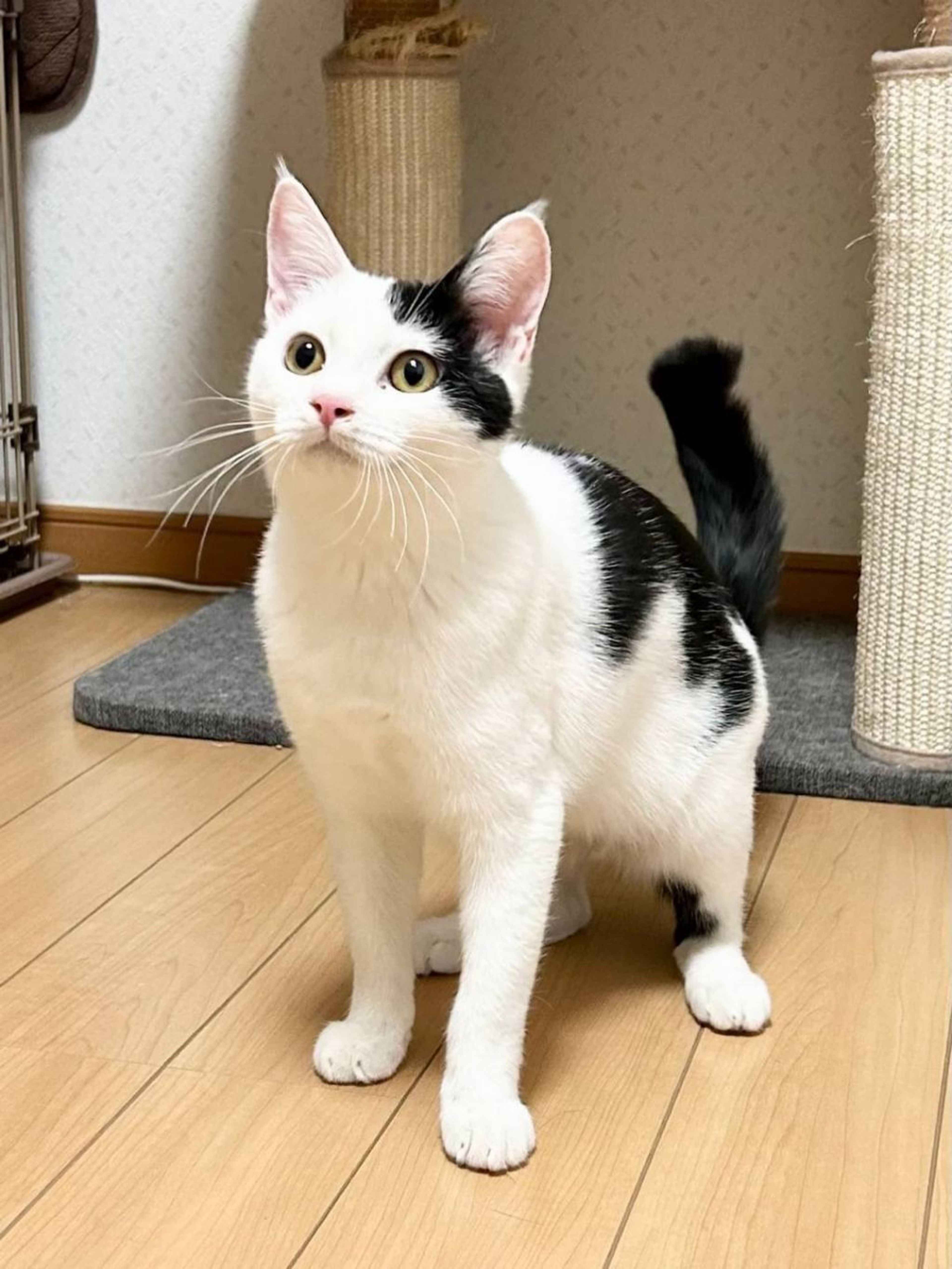 pet-image-5