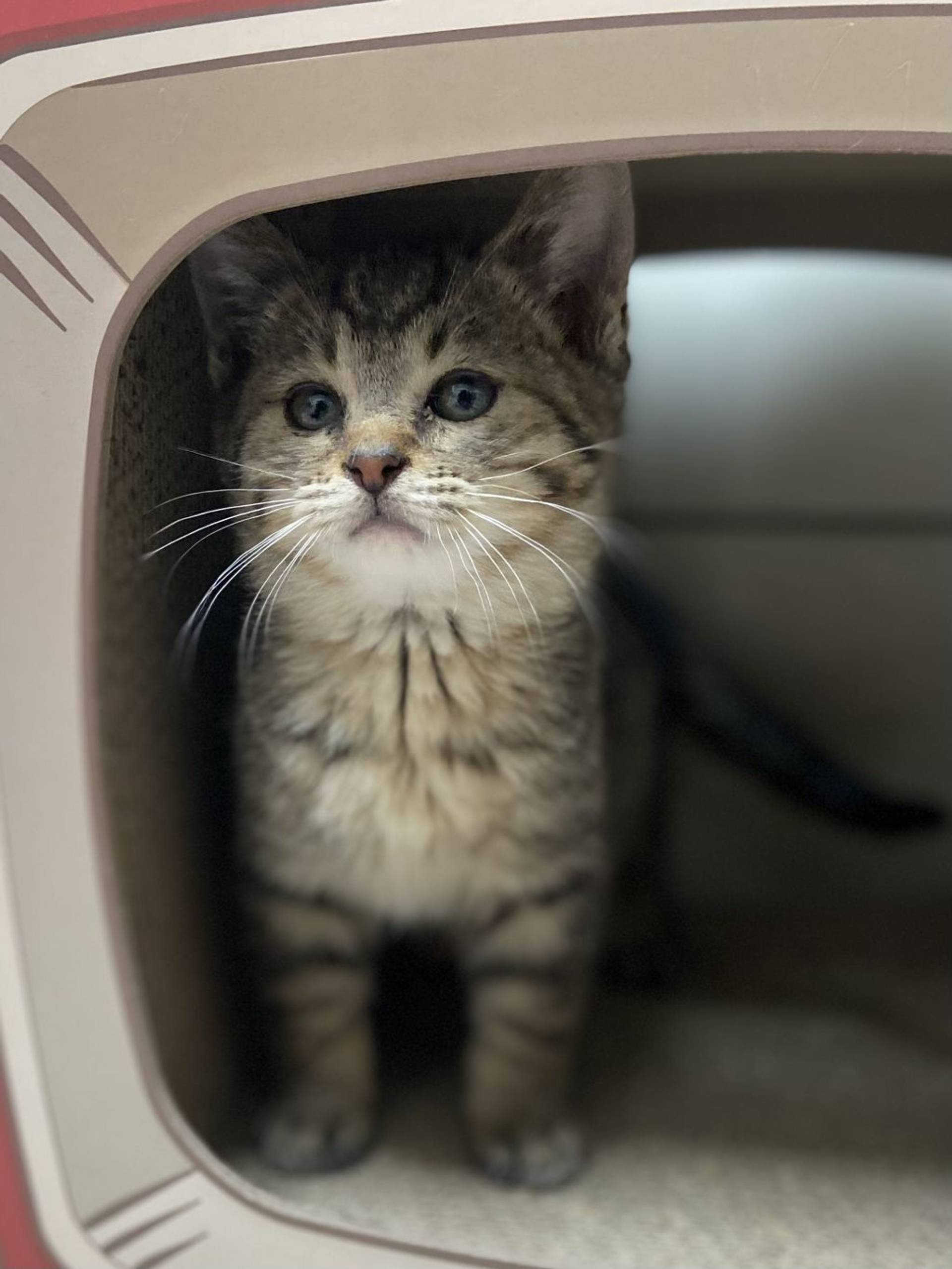 雑種（ミックス猫）・オスの里親募集の写真