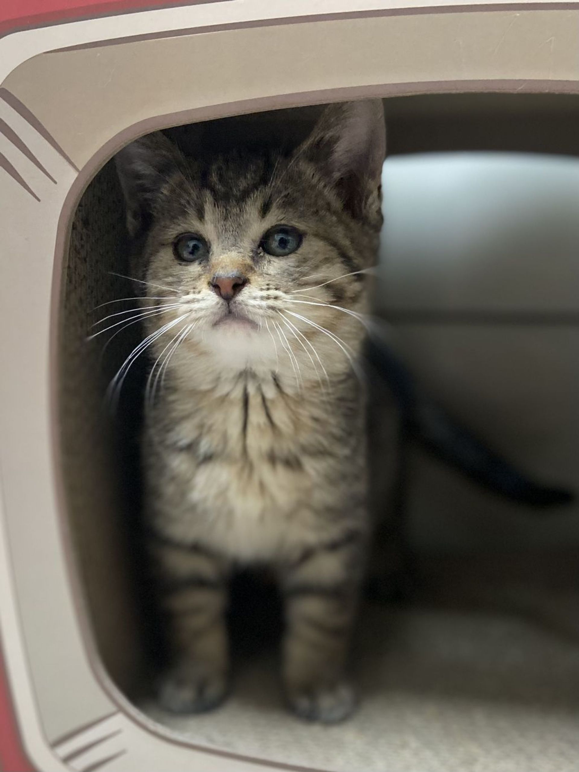 雑種（ミックス猫）・オスの里親募集の写真