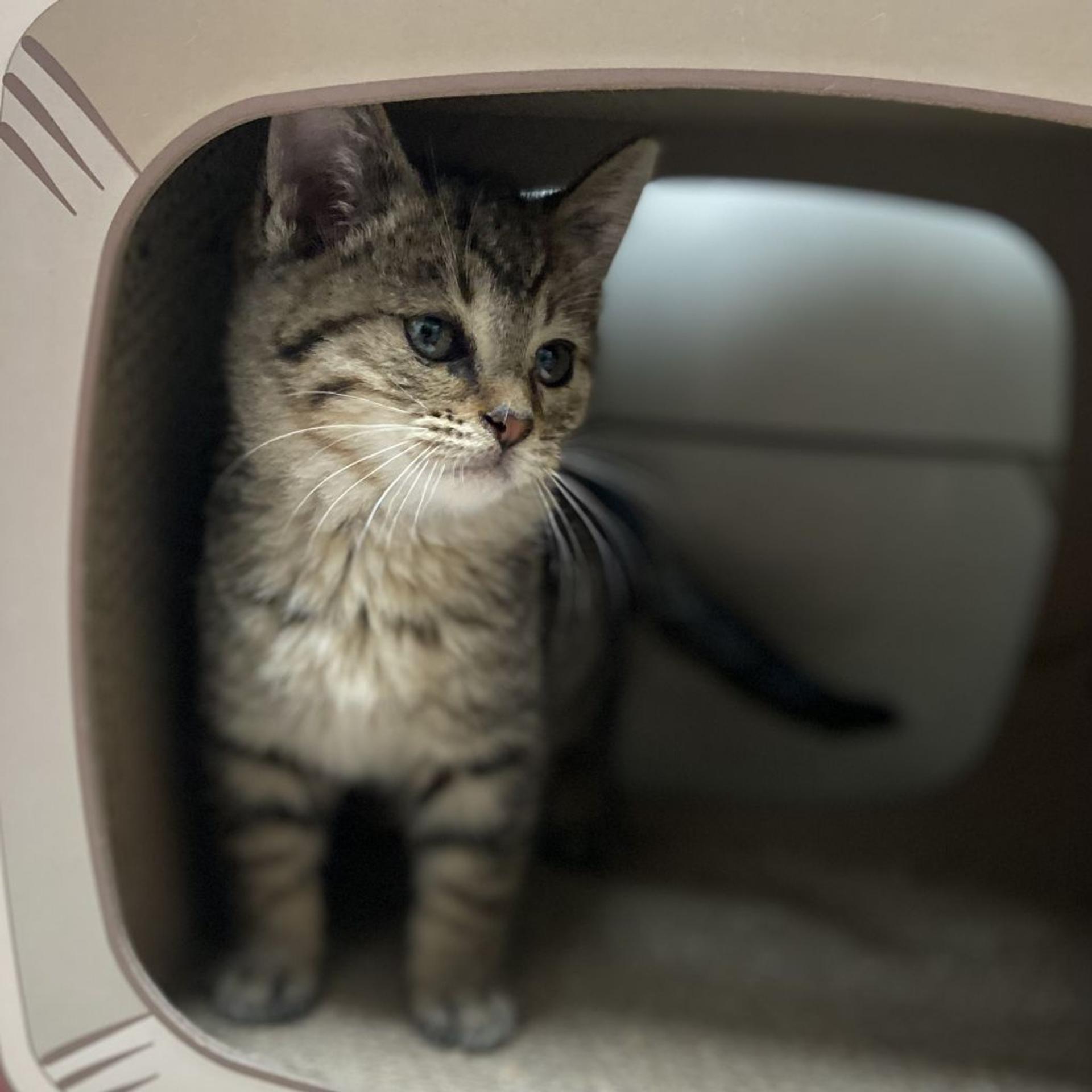 pet-image-5