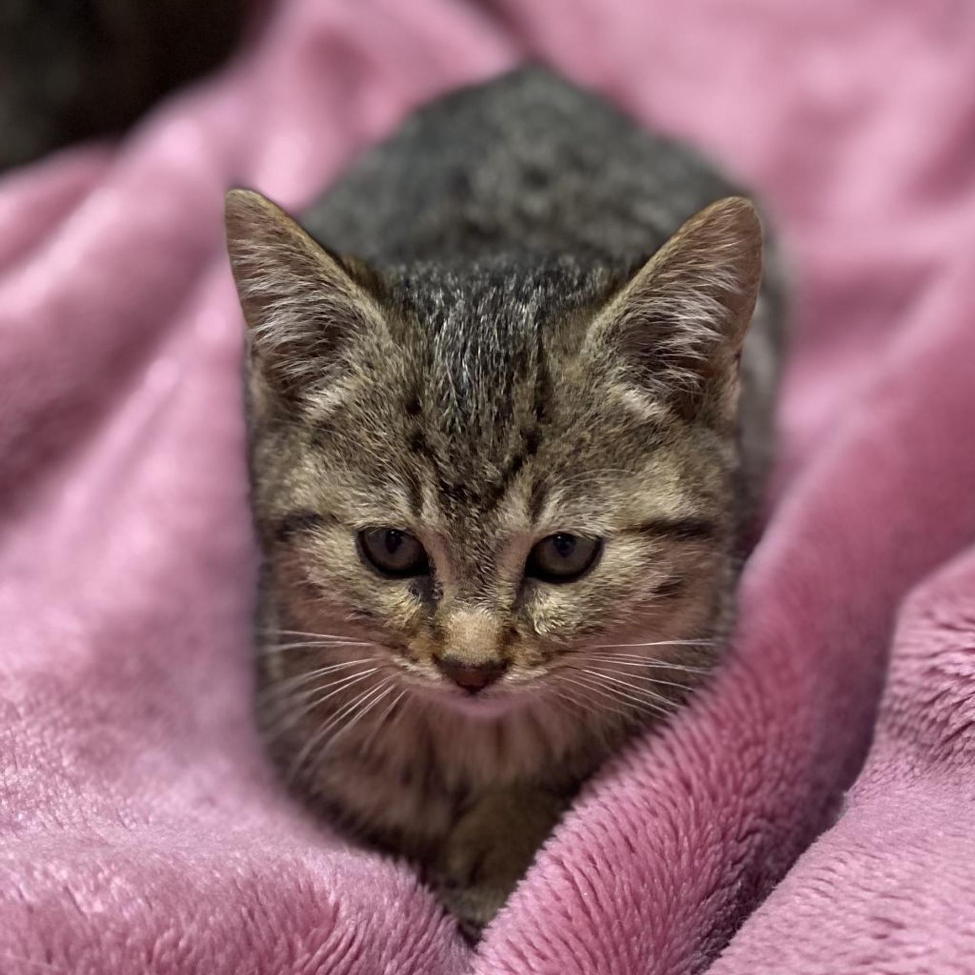 pet-image-4