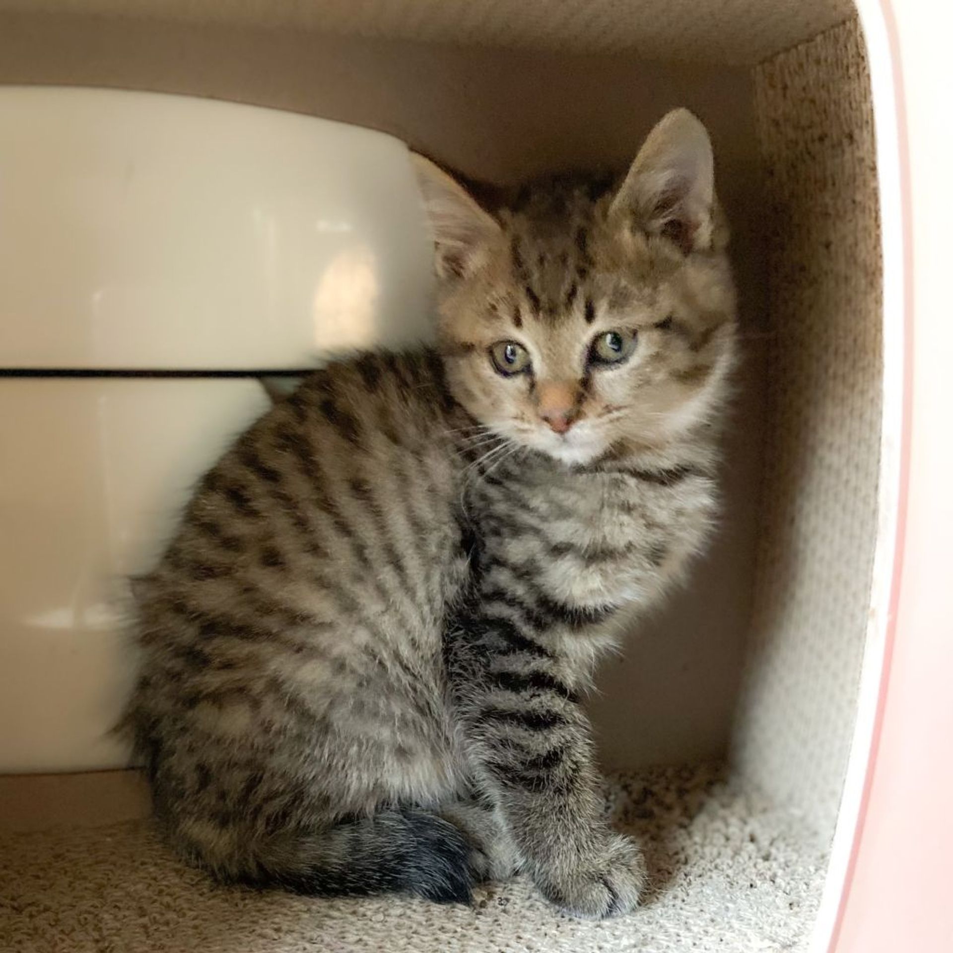 雑種（ミックス猫）・オスの里親募集の写真