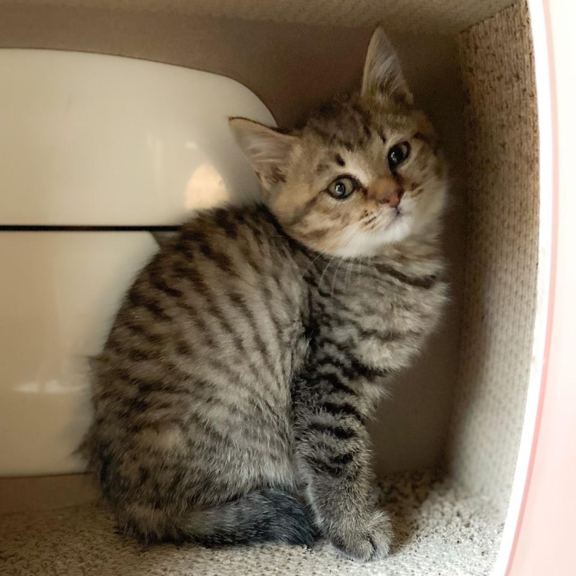 pet-image-3