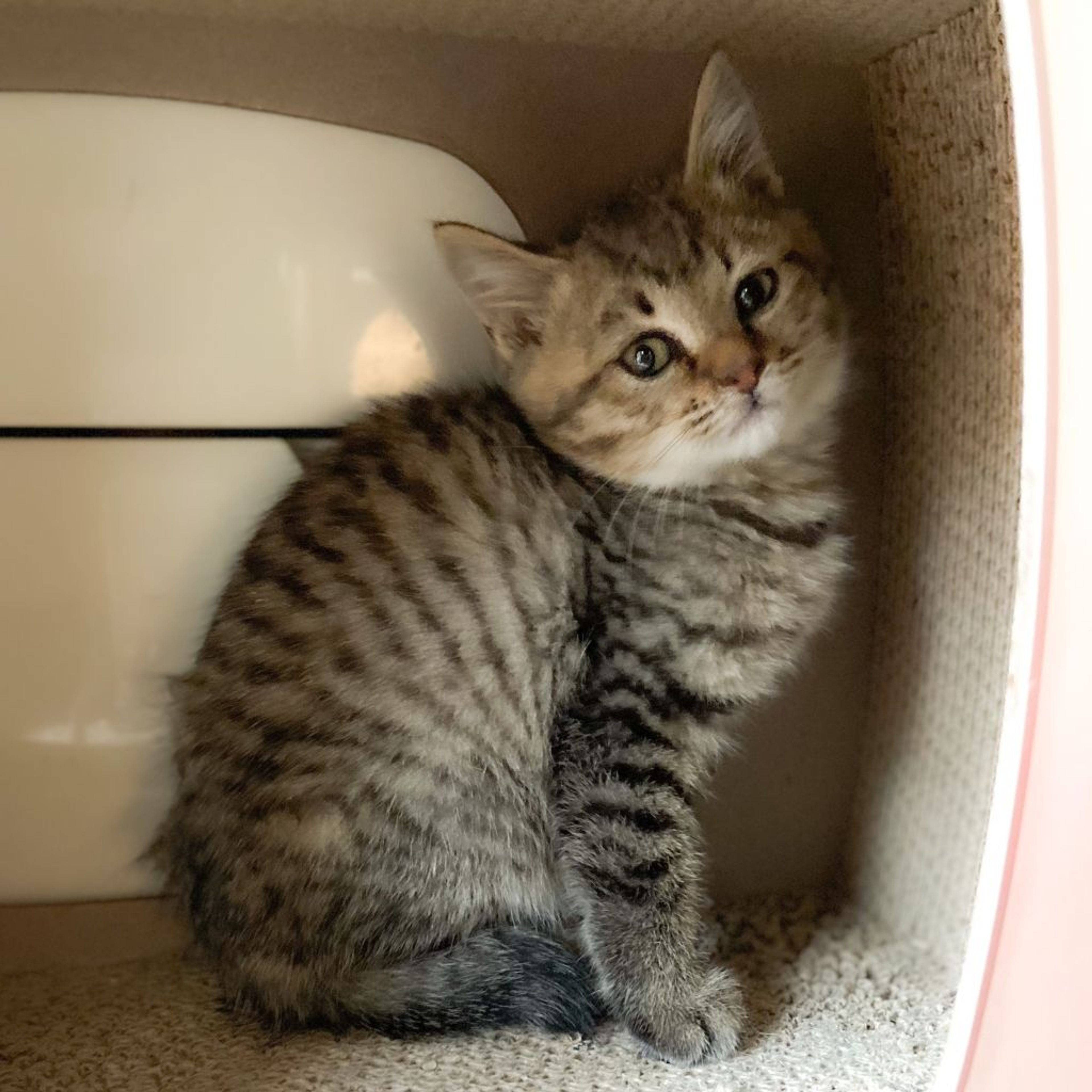 pet-image-3