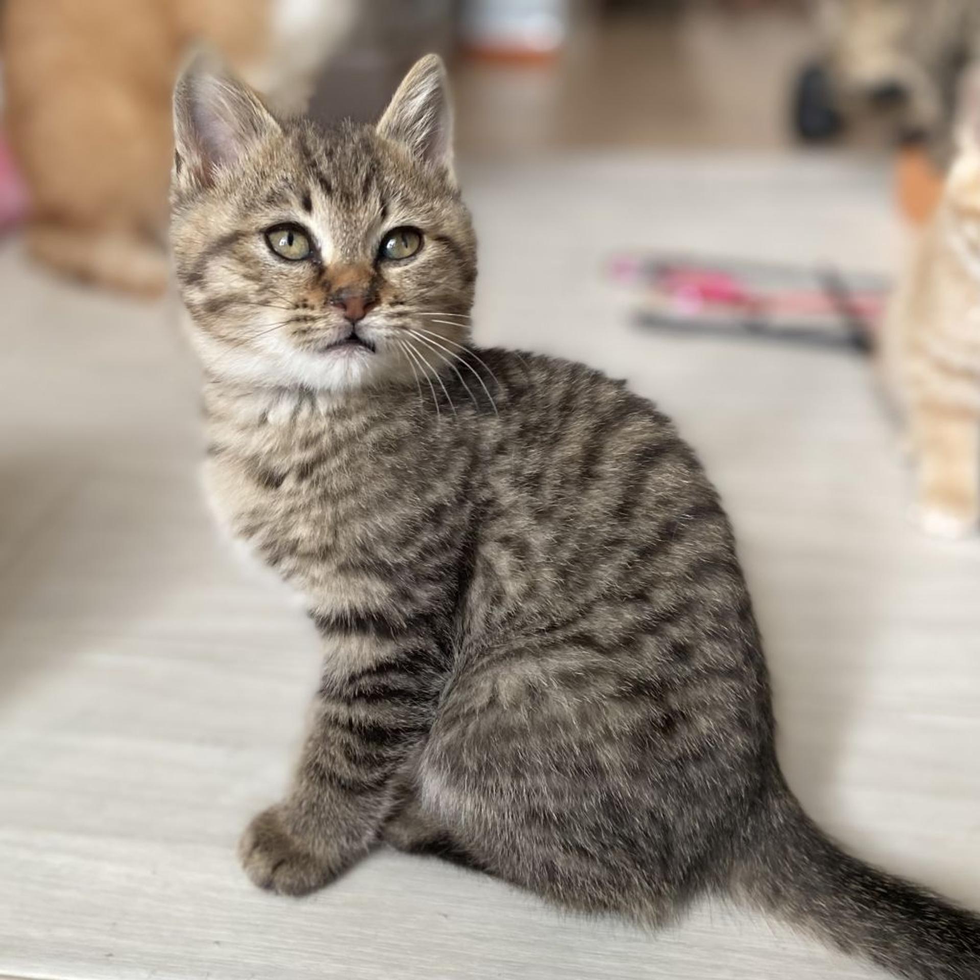 pet-image-2
