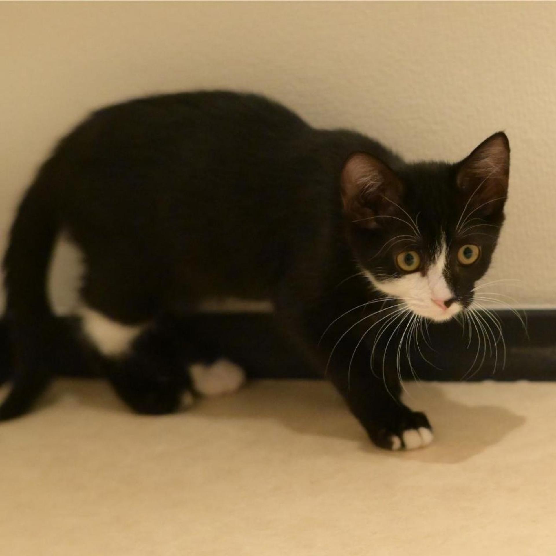 pet-image-3