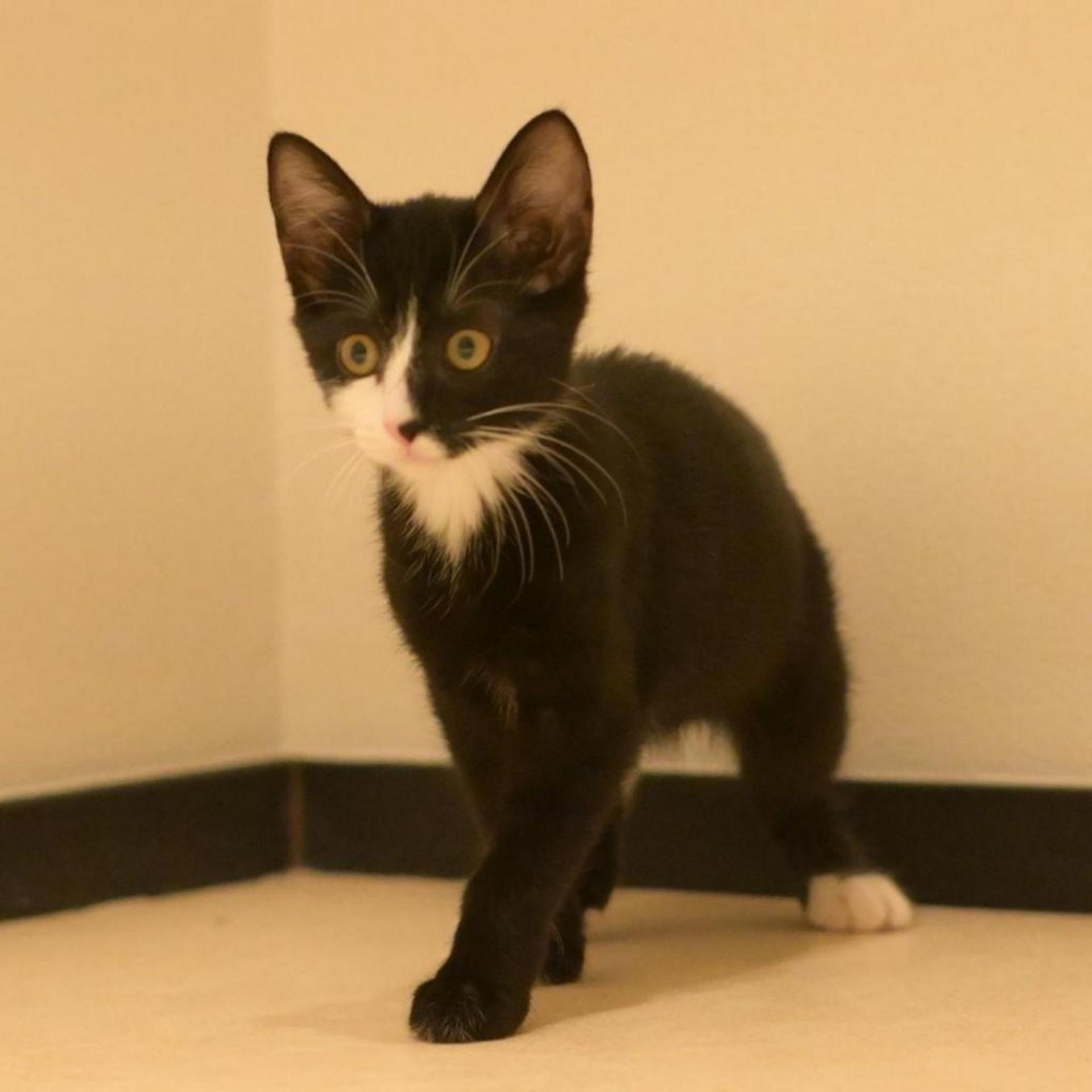 pet-image-4