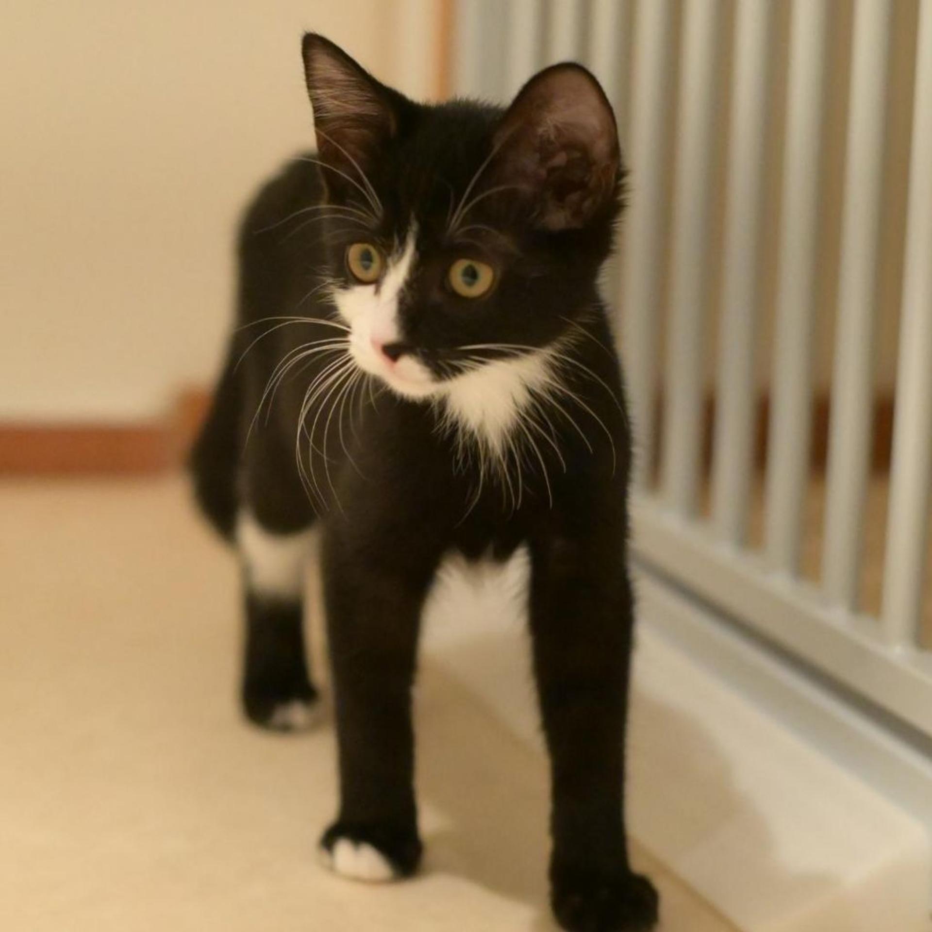 pet-image-5