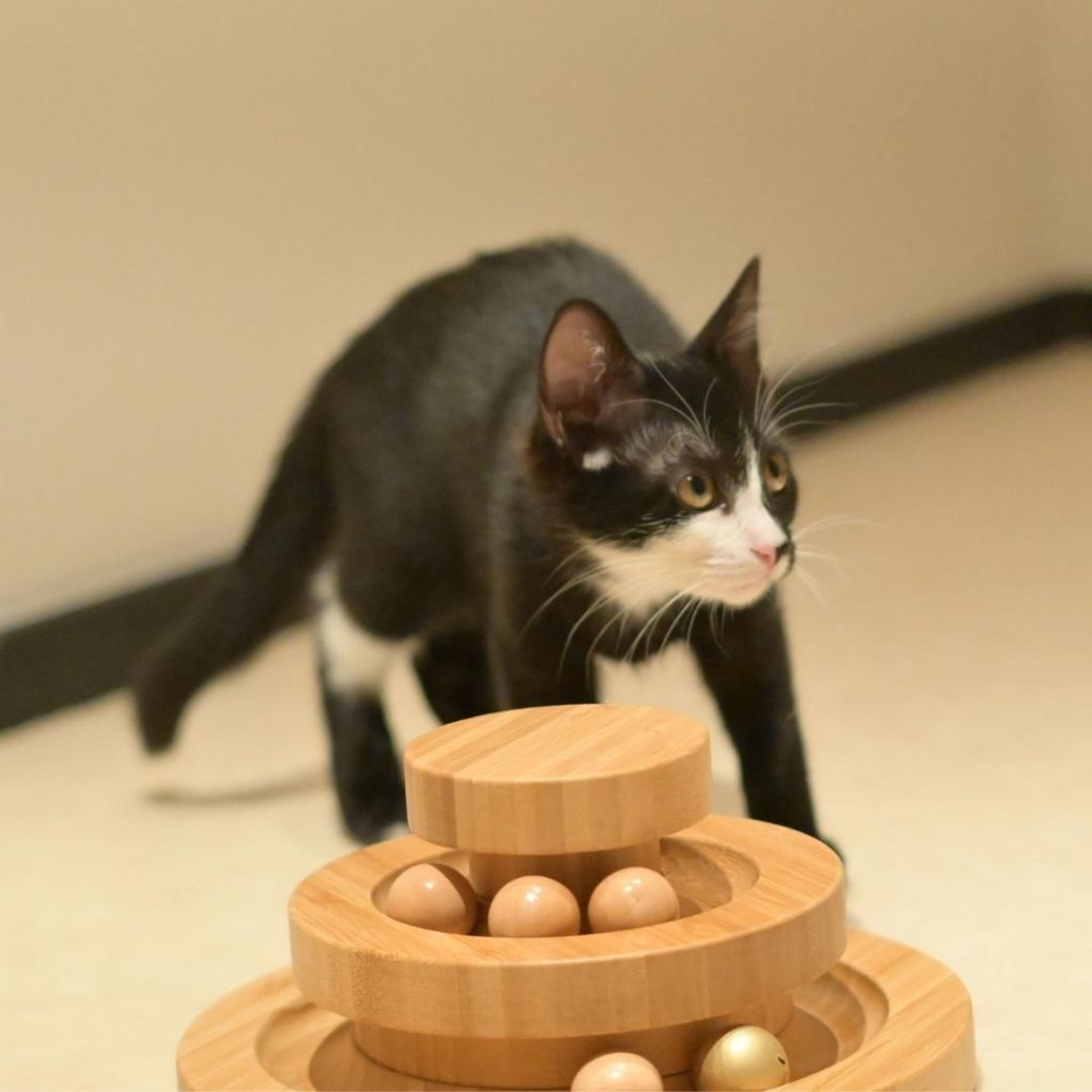pet-image-6