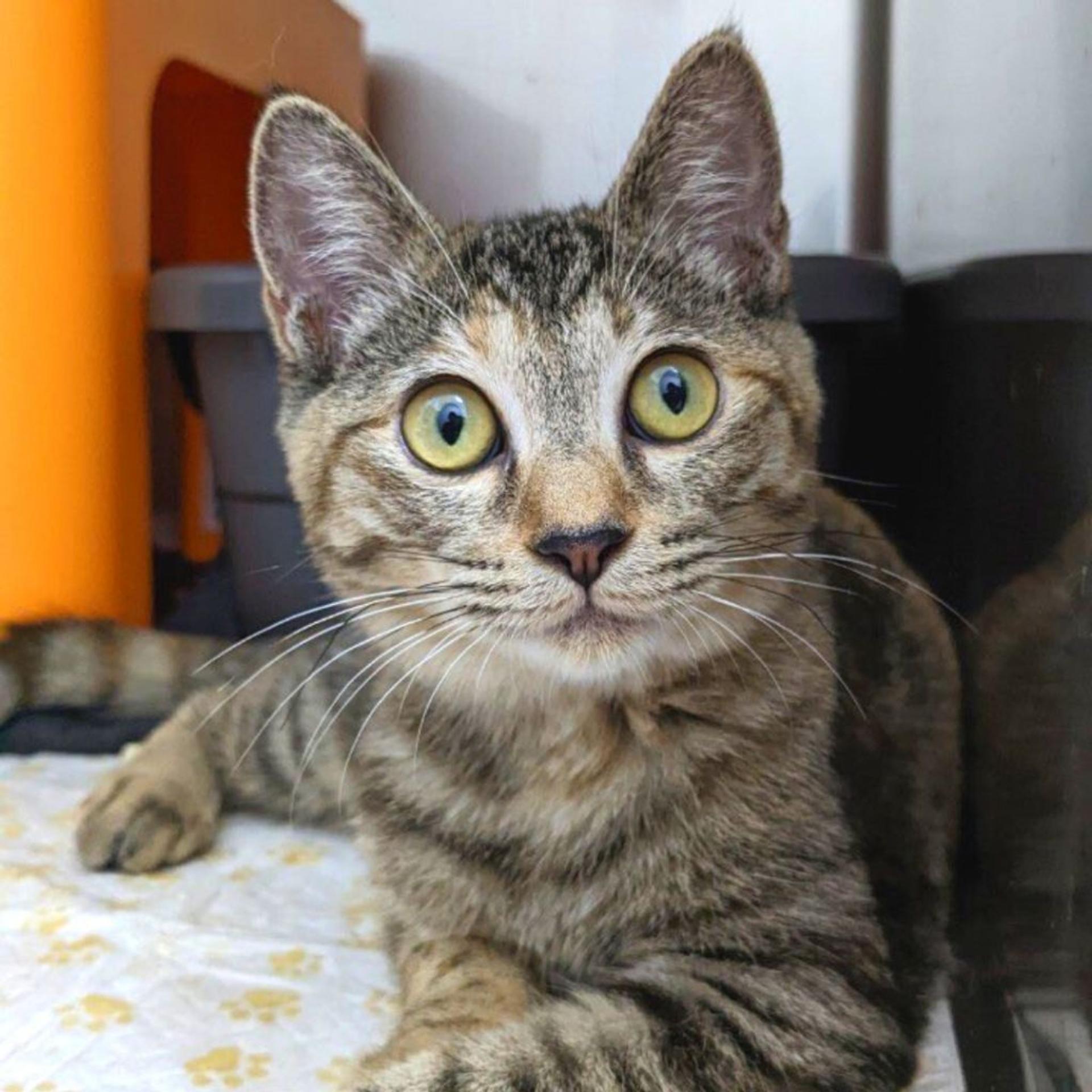 pet-image-4