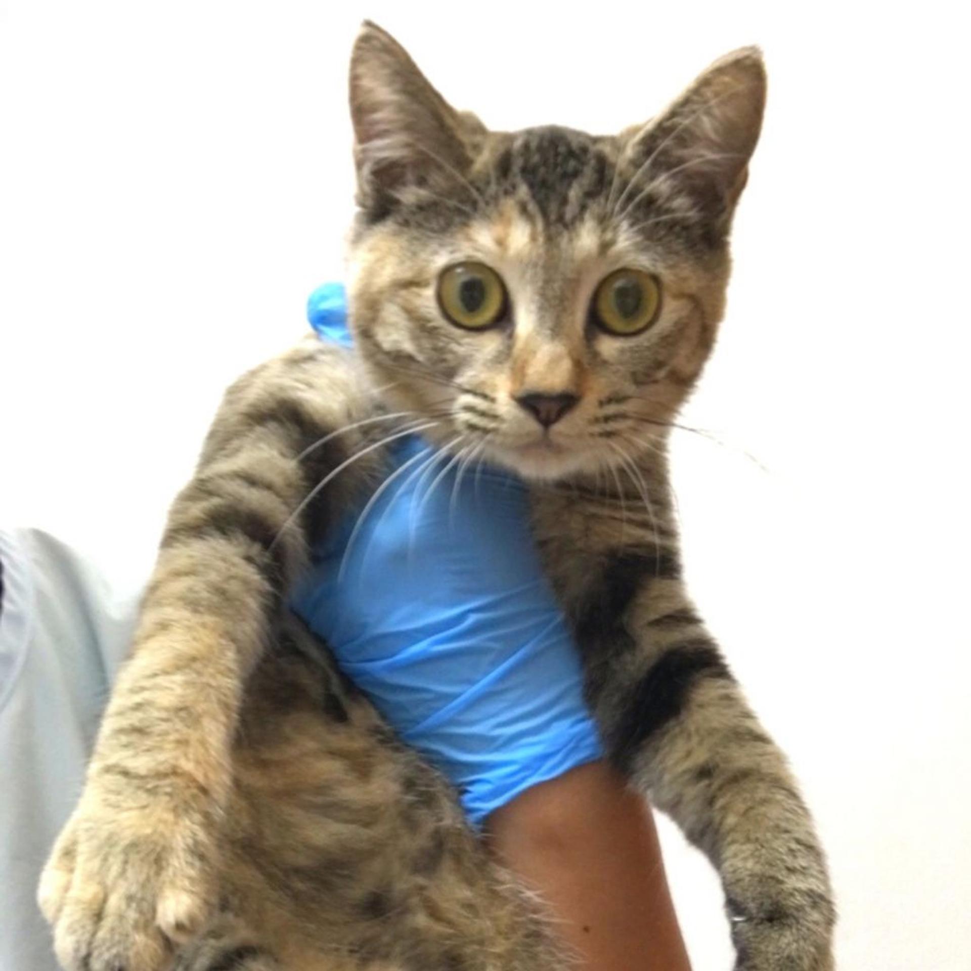 pet-image-5
