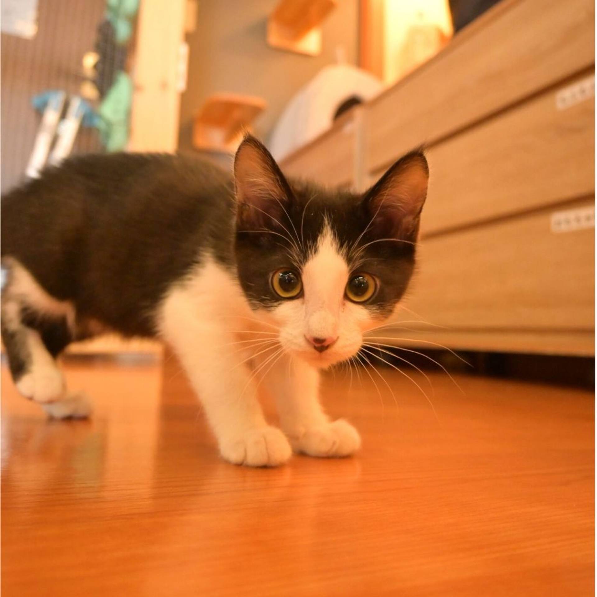 雑種（ミックス猫）・オスの里親募集の写真