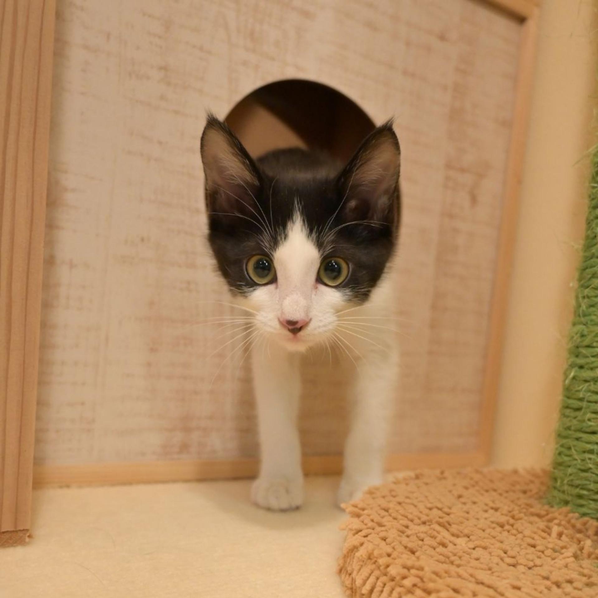 pet-image-3