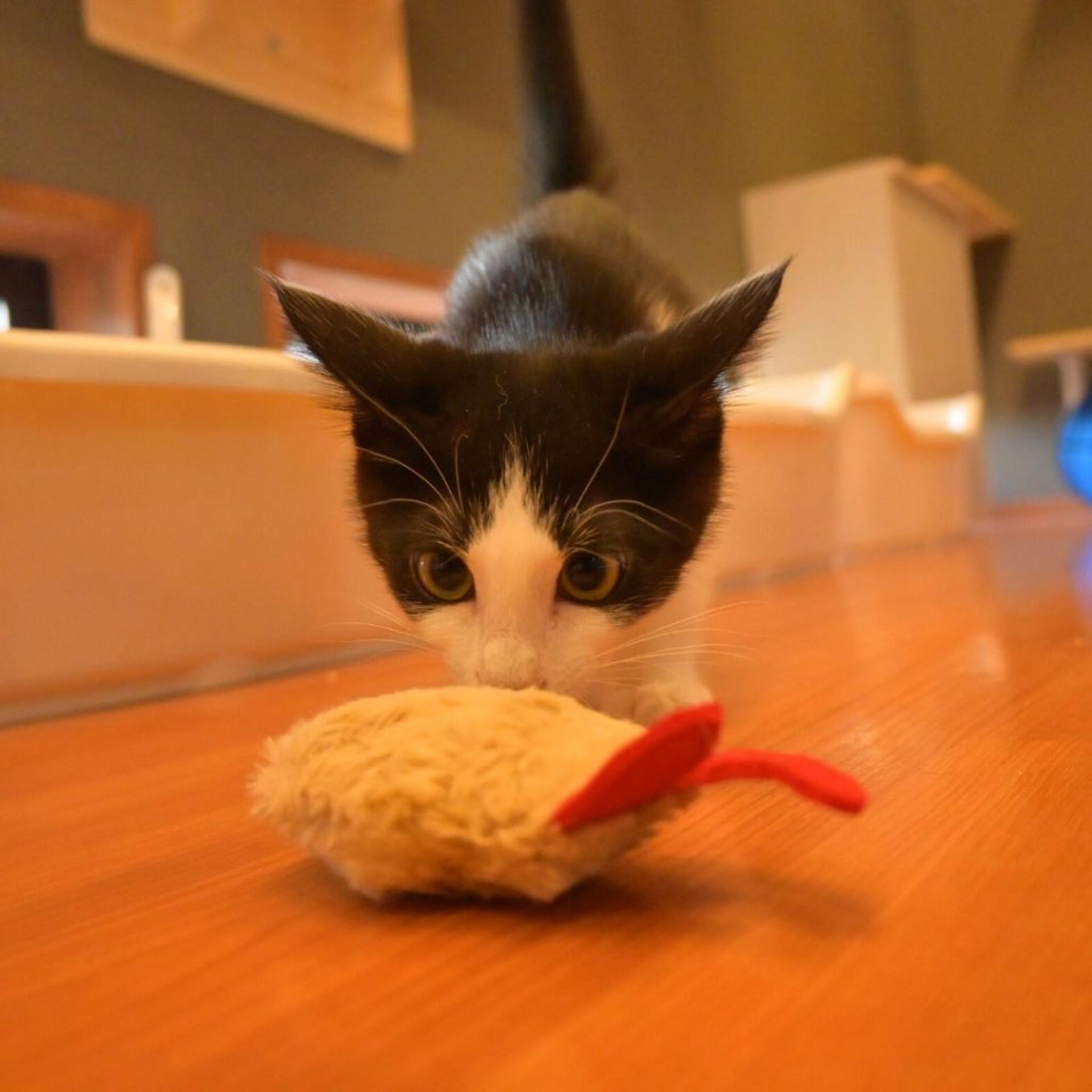pet-image-4