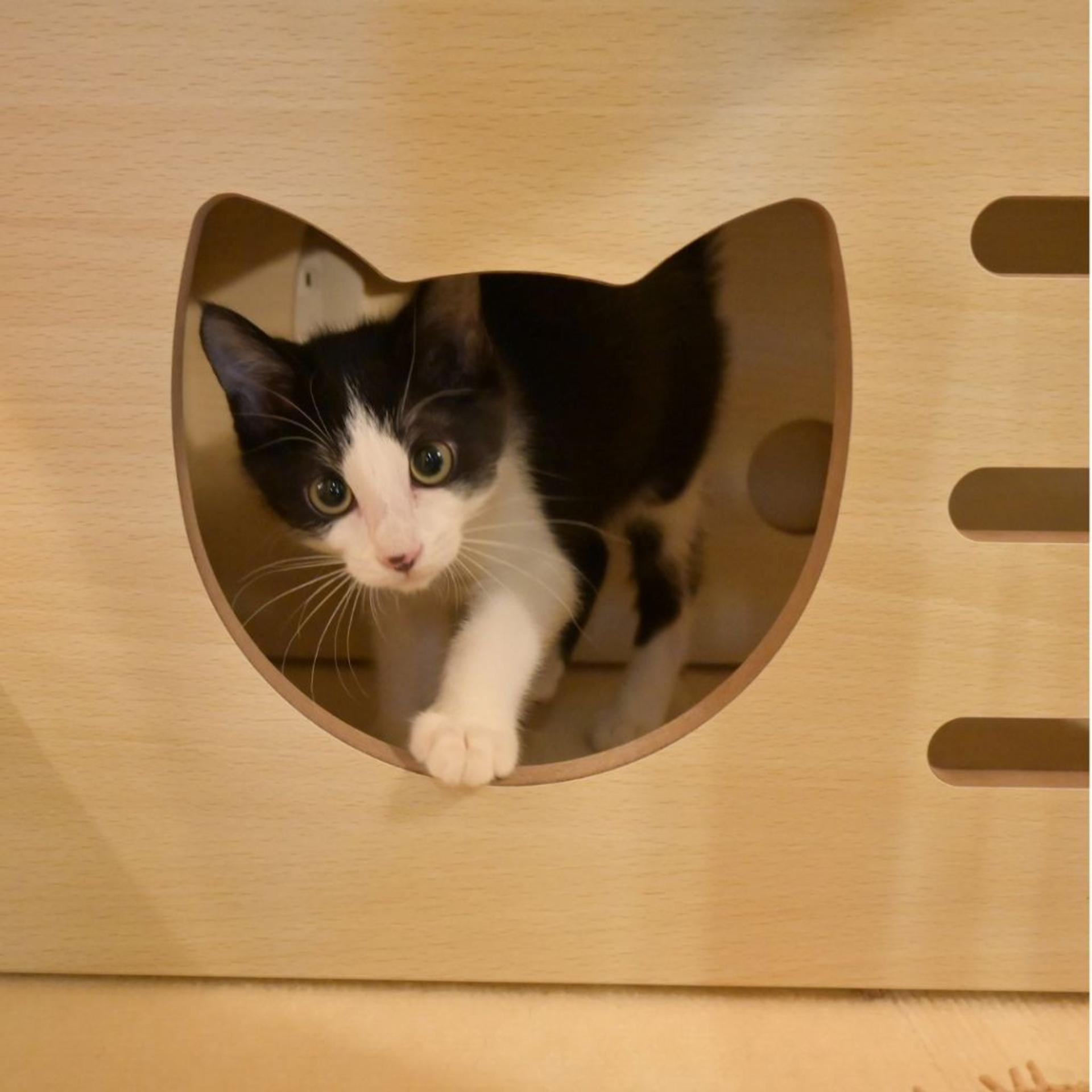 pet-image-5