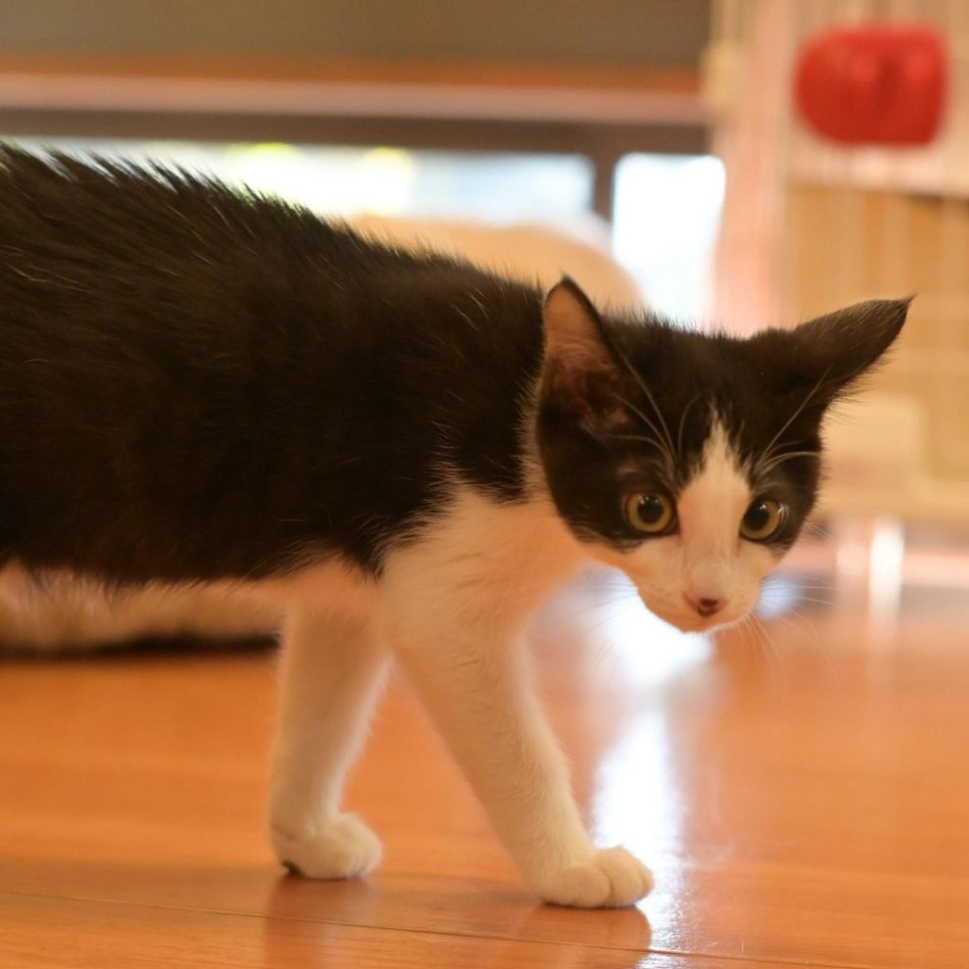 pet-image-6