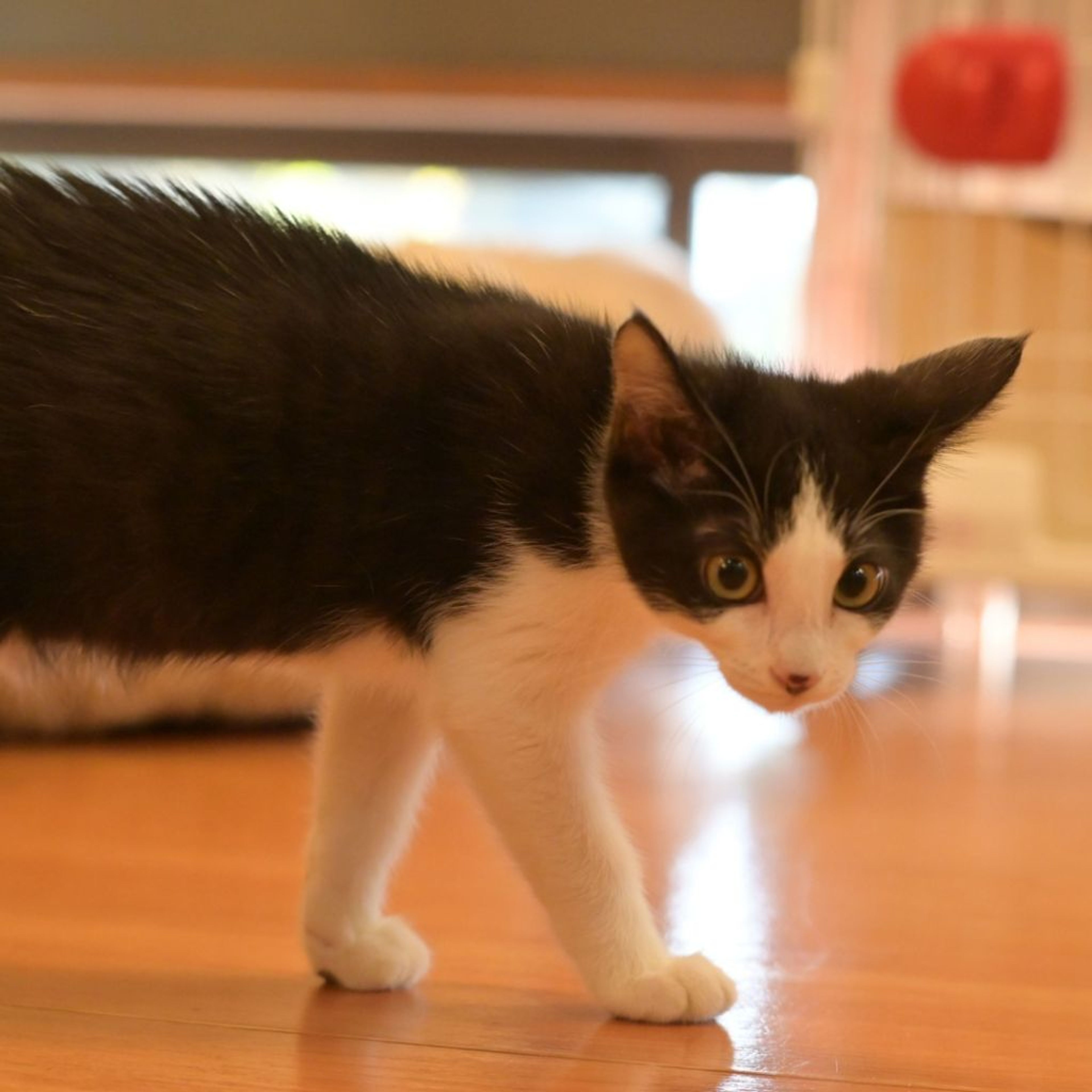 pet-image-6