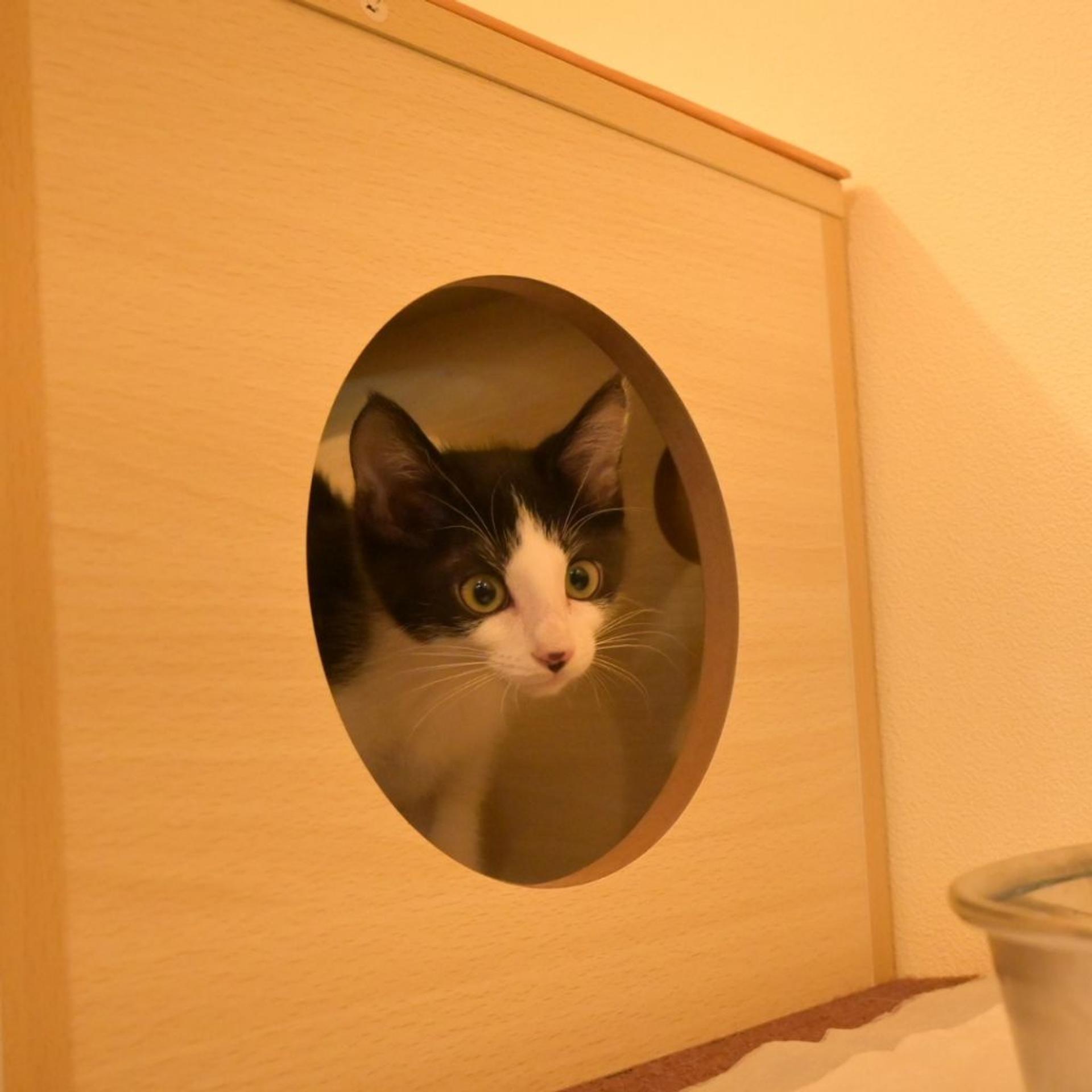 pet-image-7