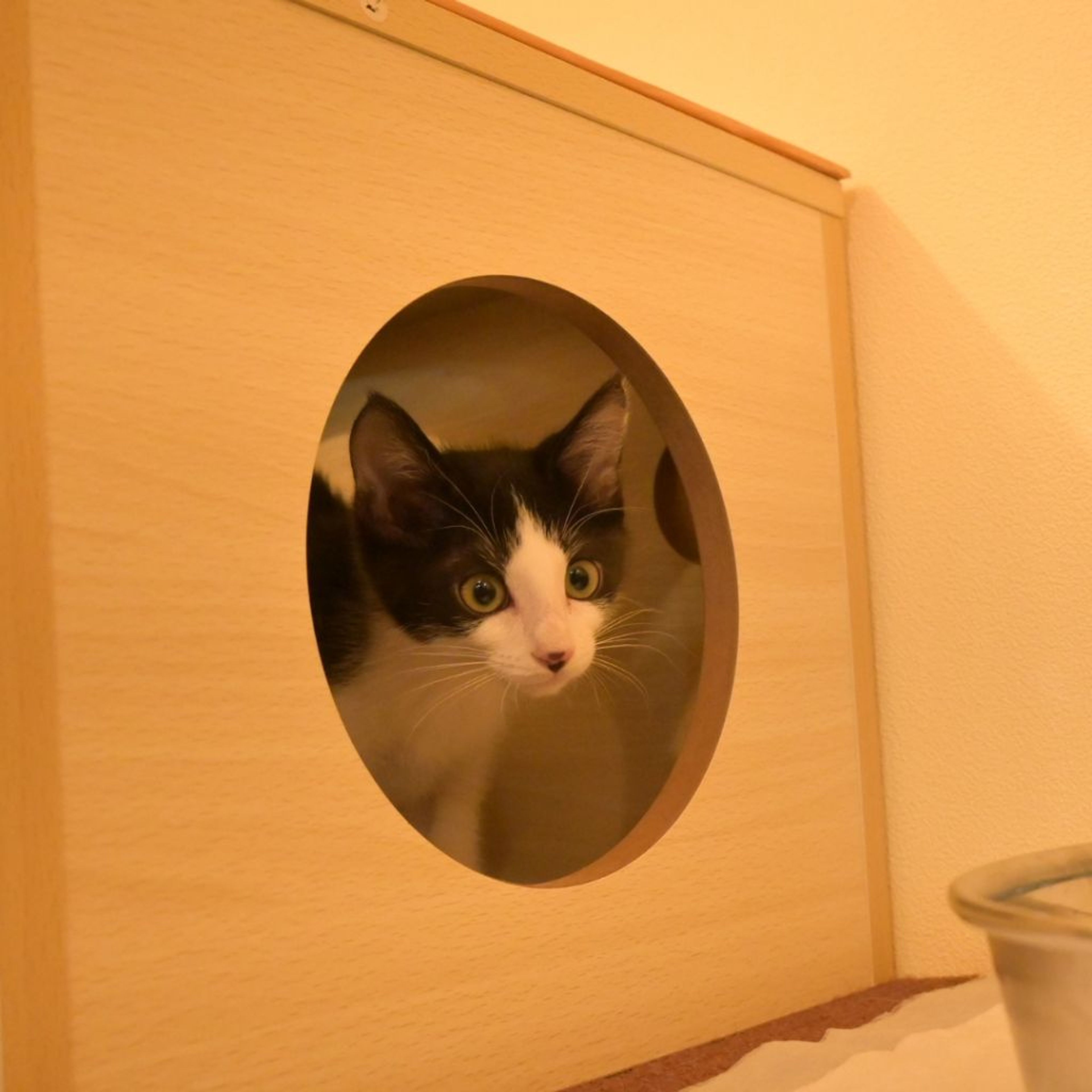 pet-image-7