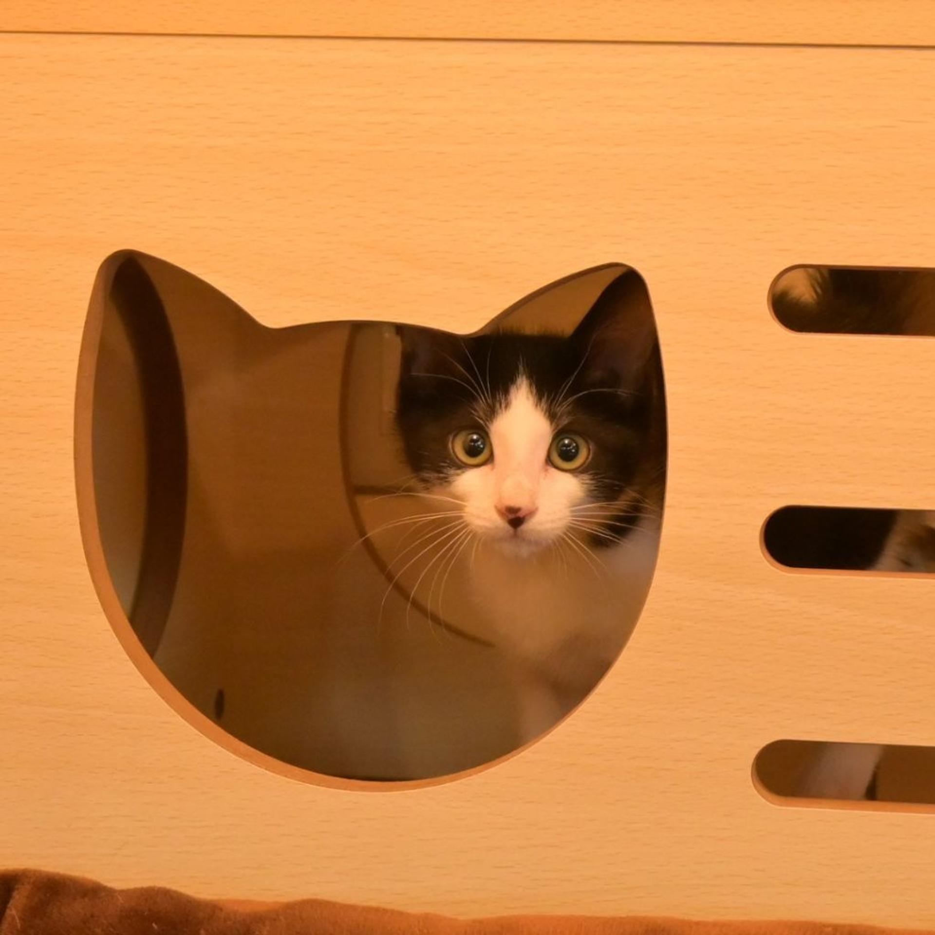 pet-image-8