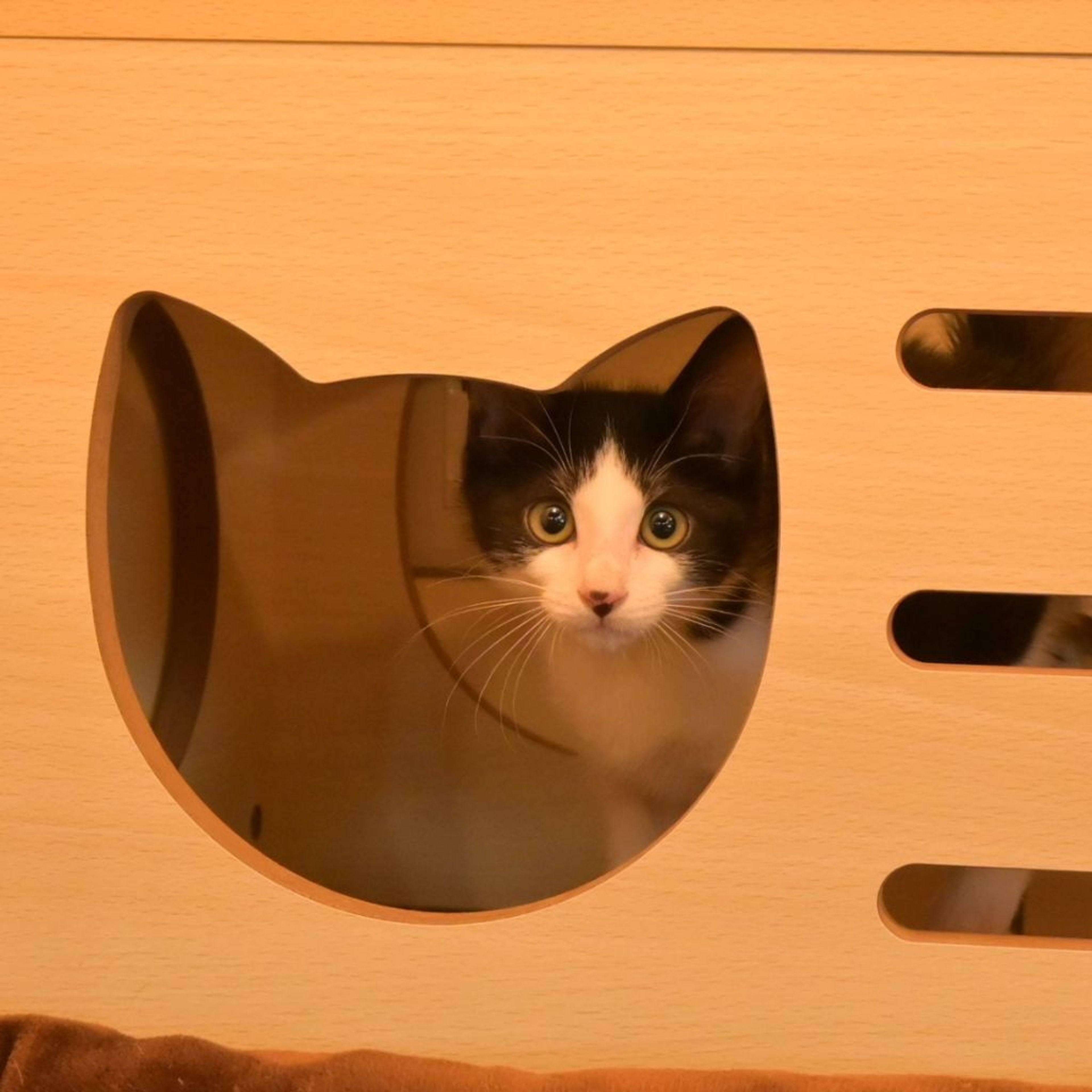 pet-image-8