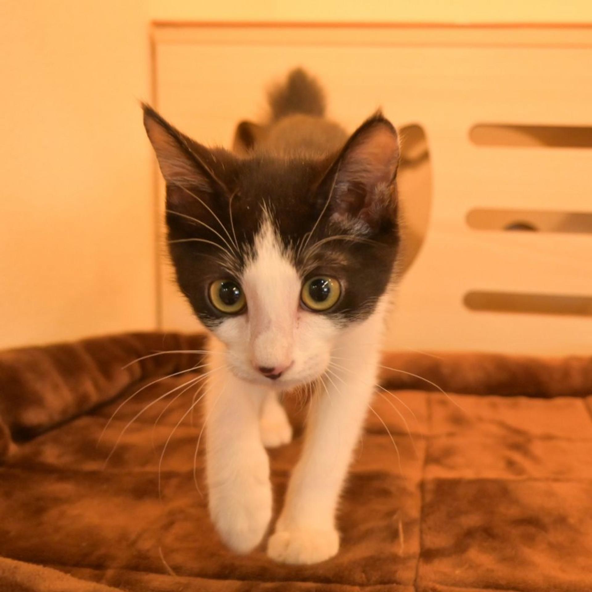 pet-image-9