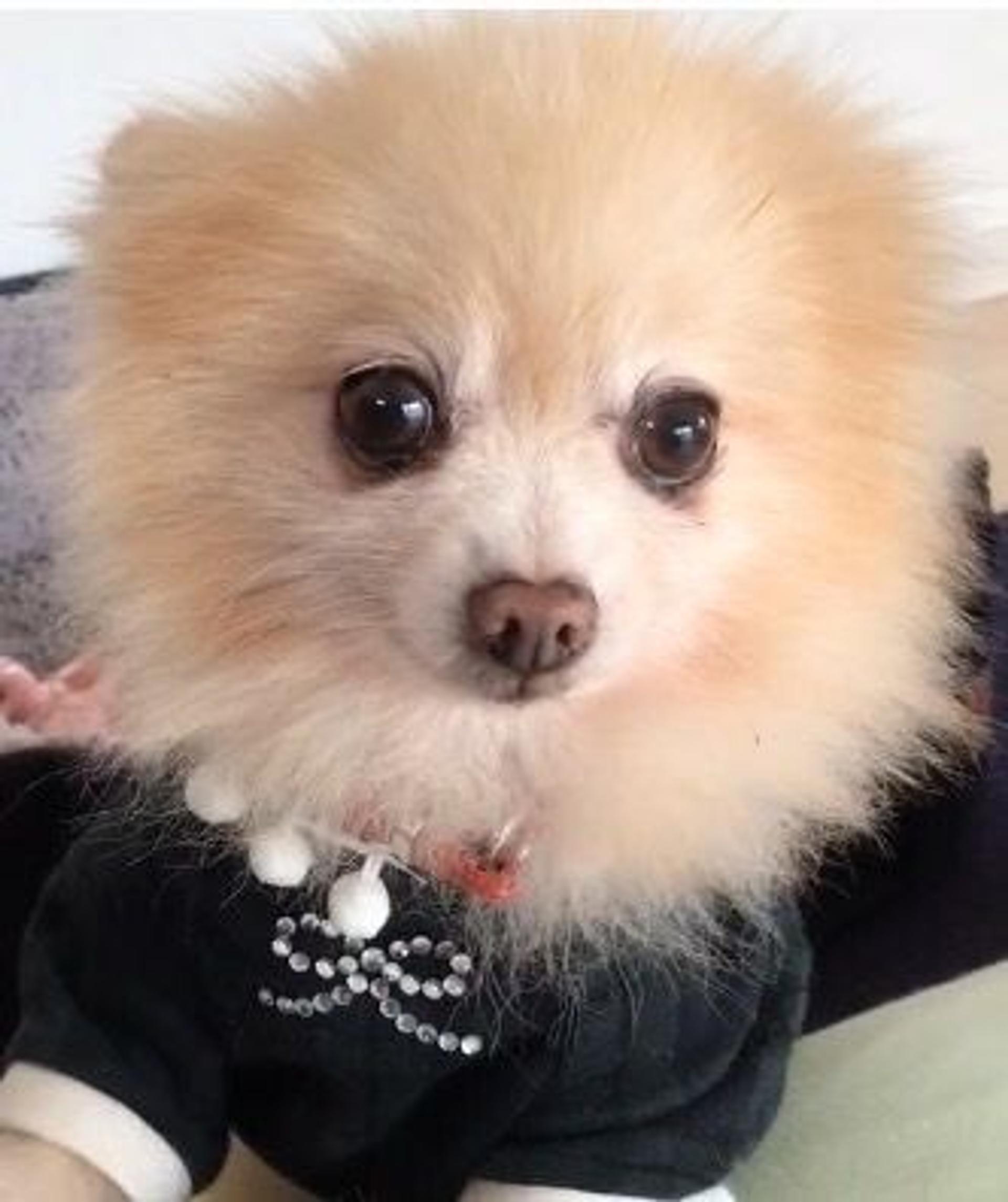pet-image-2