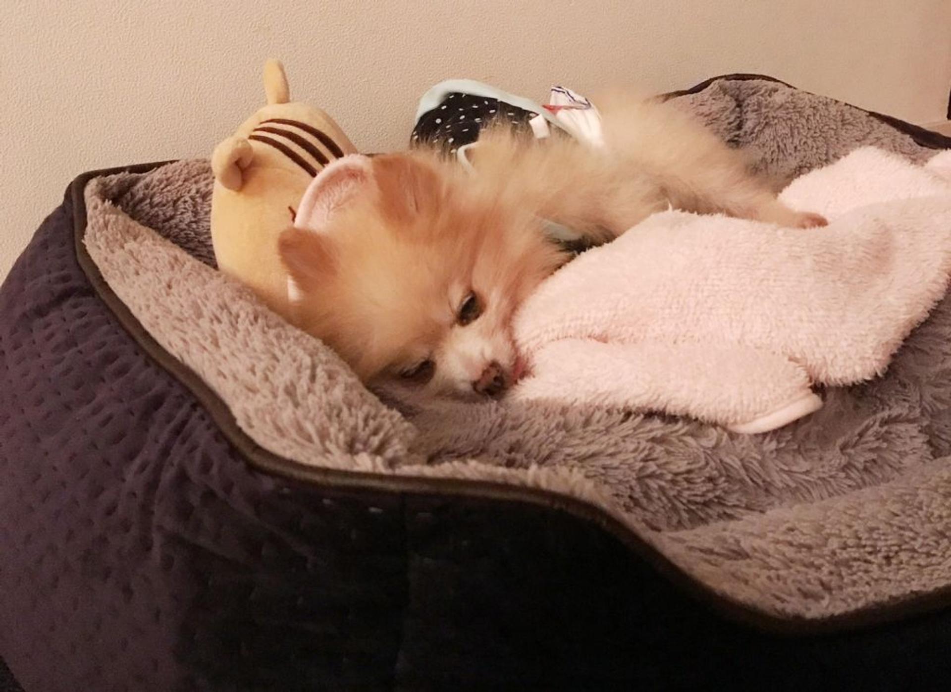 pet-image-3
