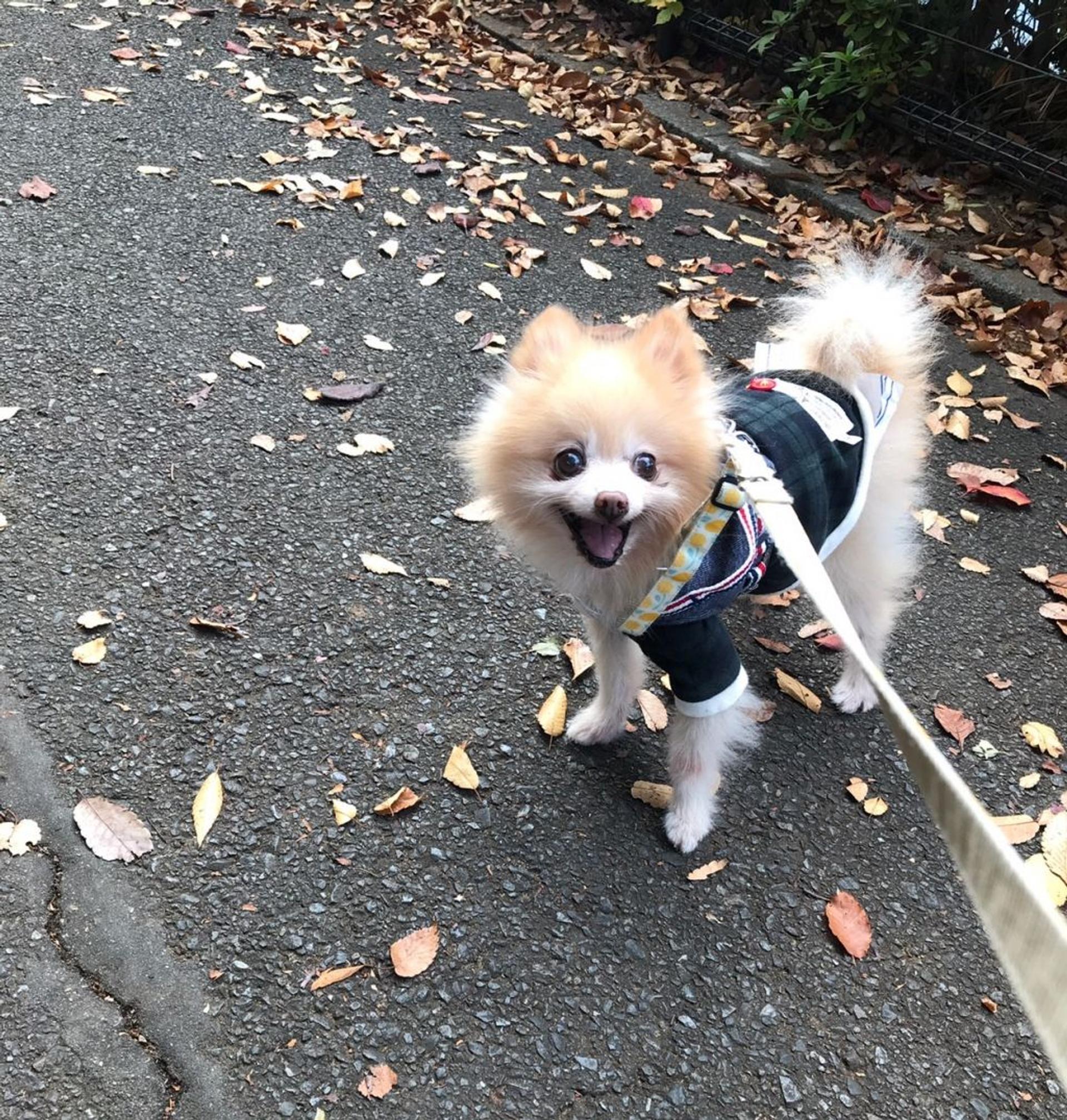 pet-image-6