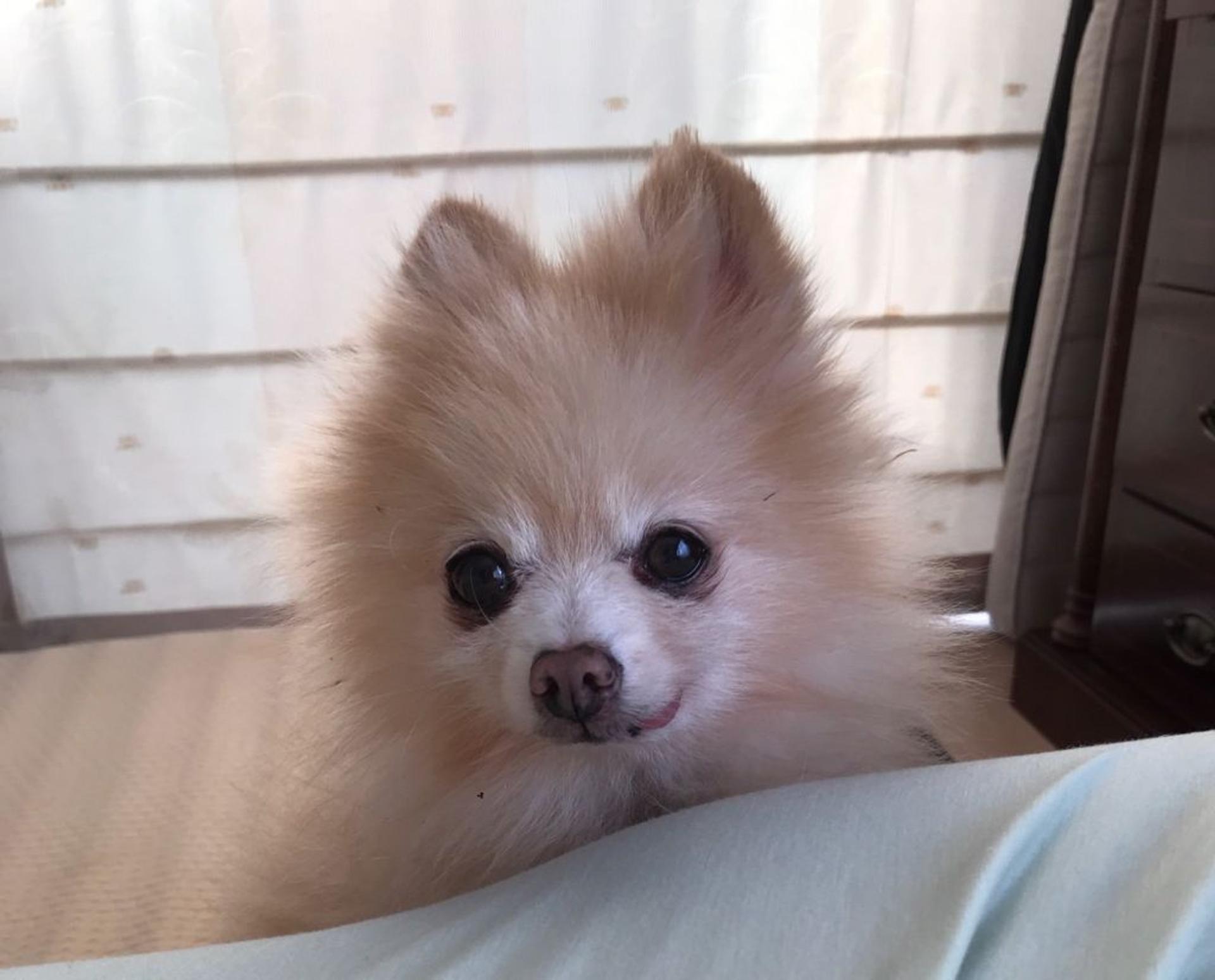 pet-image-7