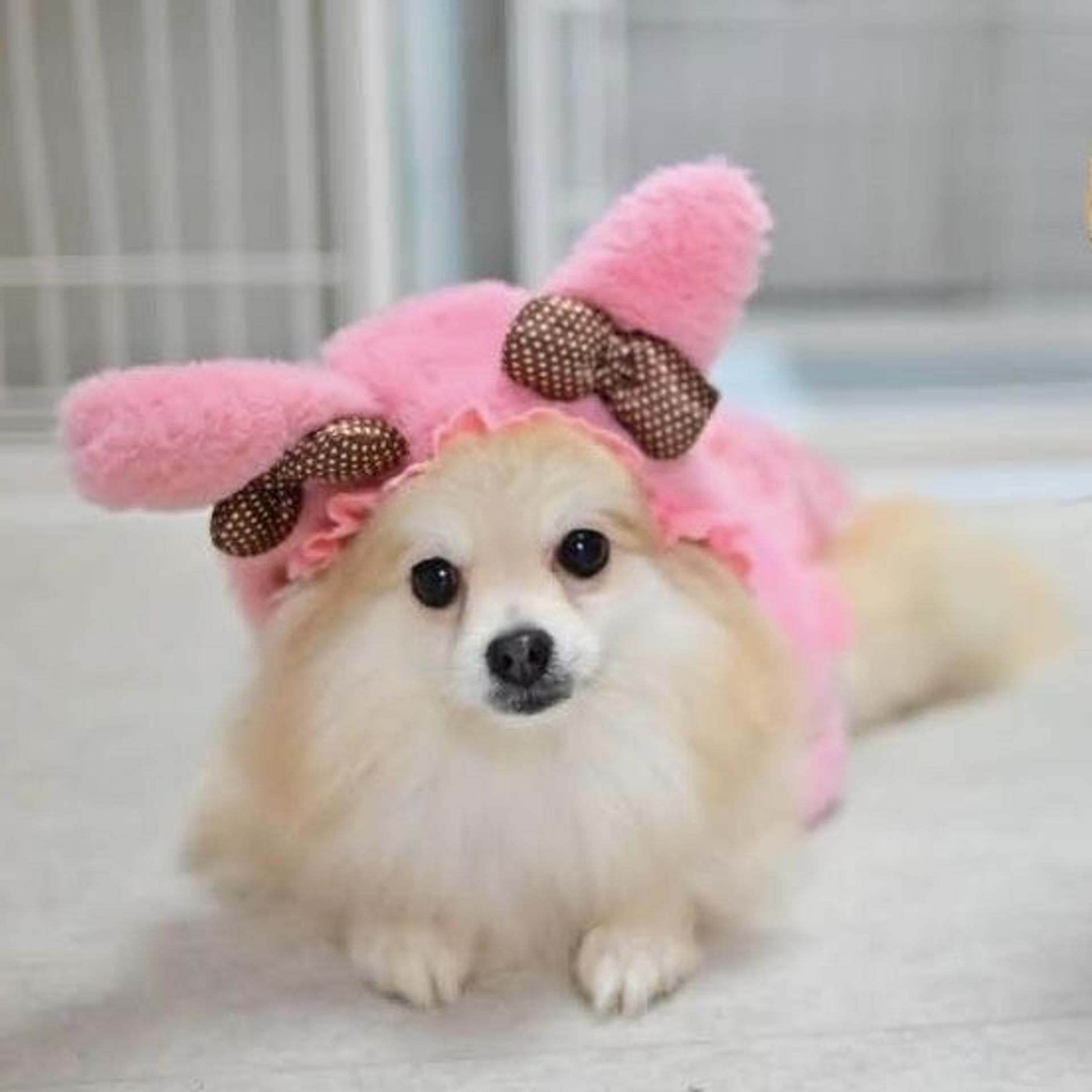 pet-image-2